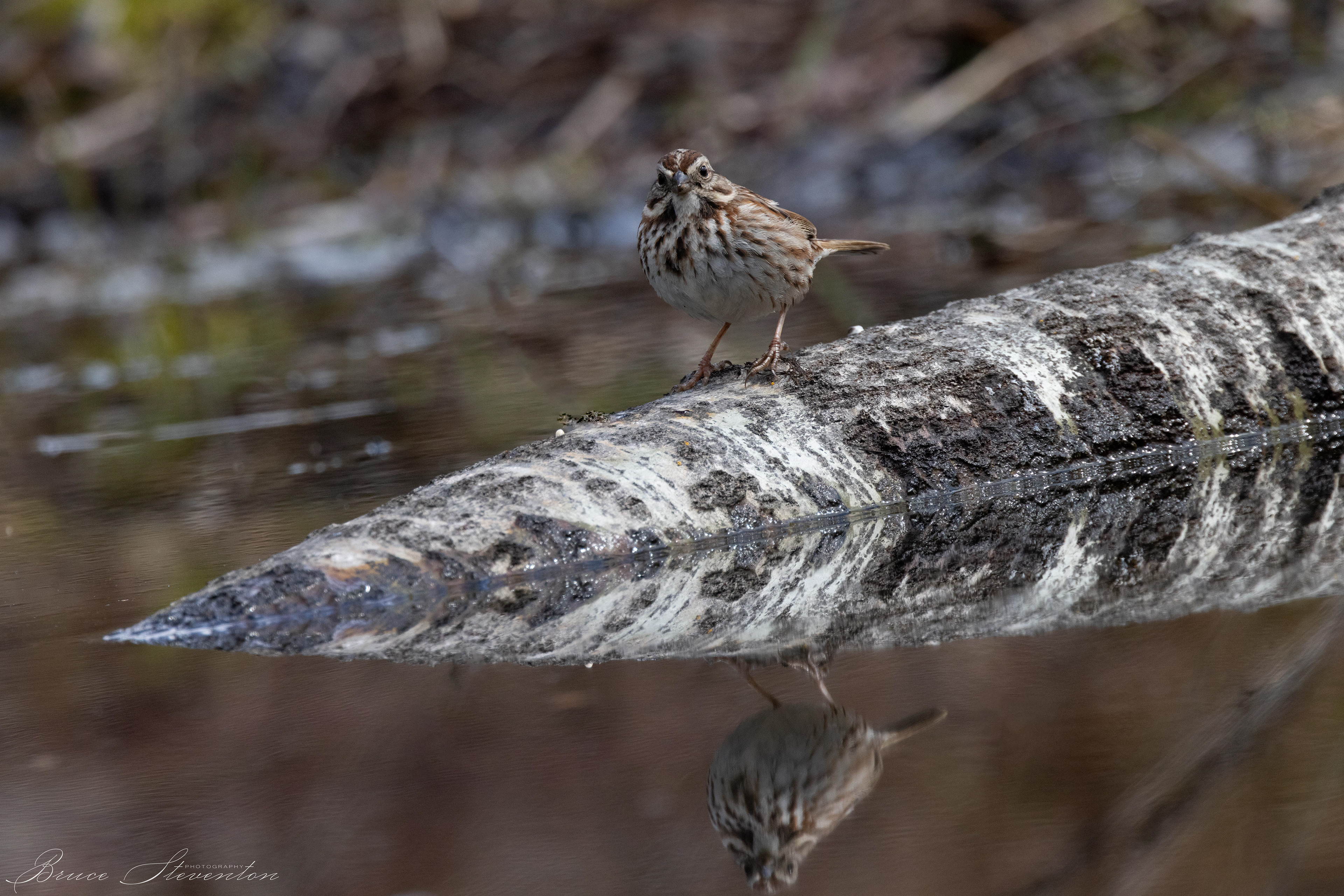 Wasn't ready and didn't get good framing on this Song Sparrow and his reflection