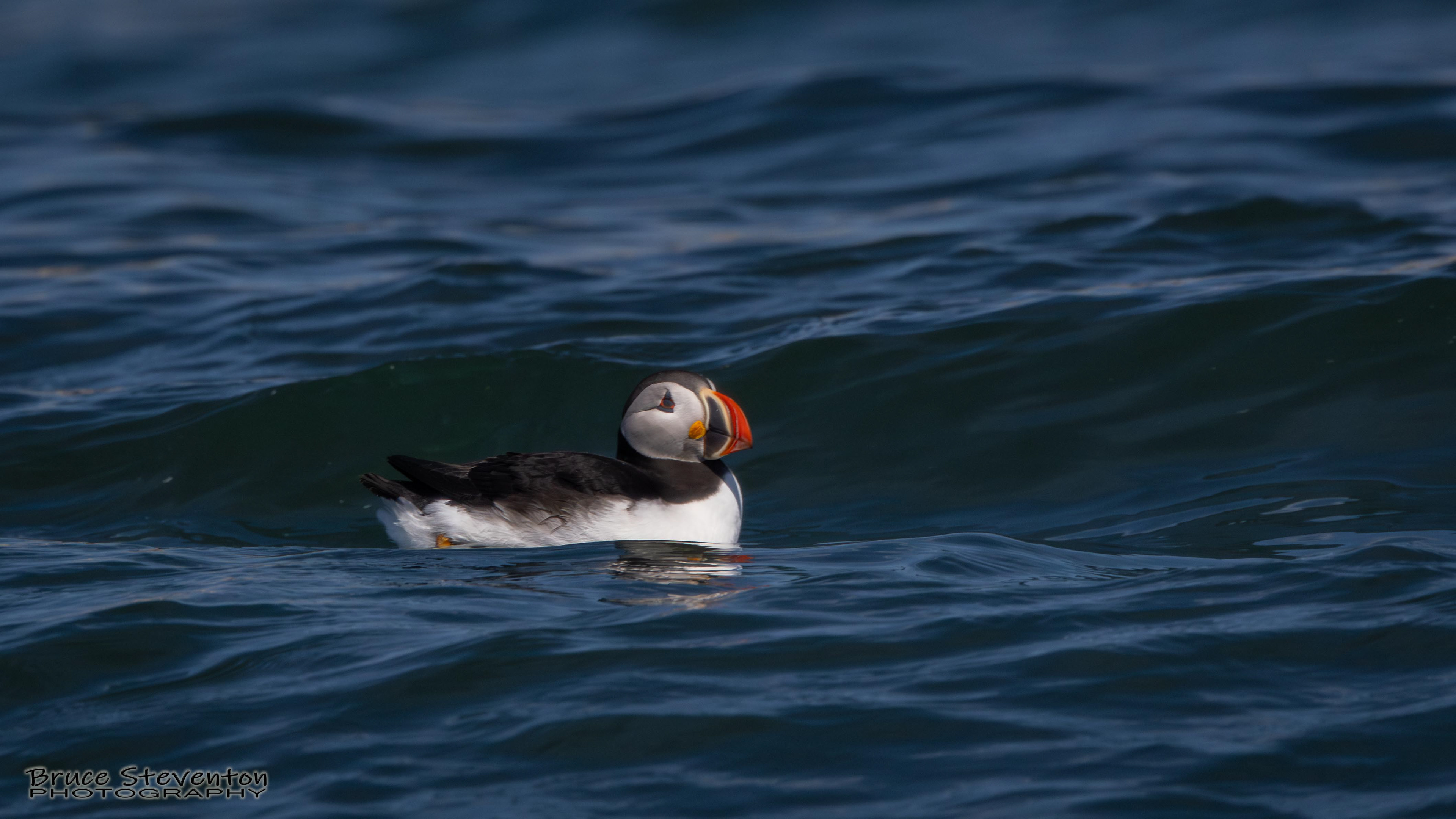 Atlantic Puffin