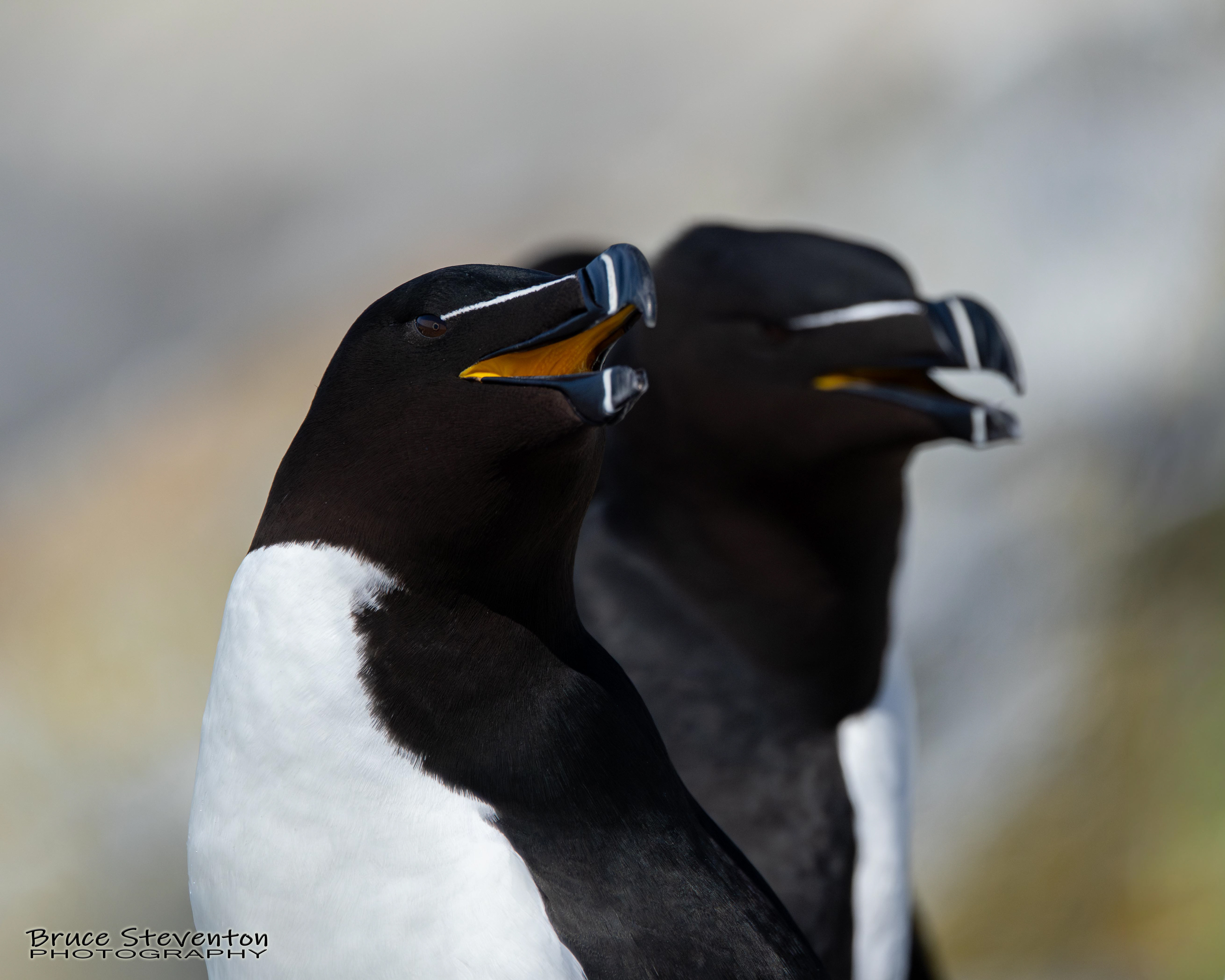 Razorbill