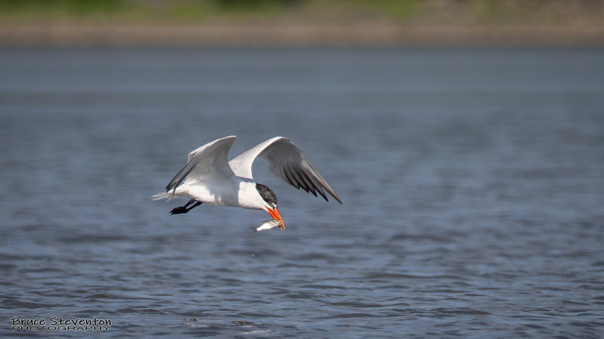 Common Tern