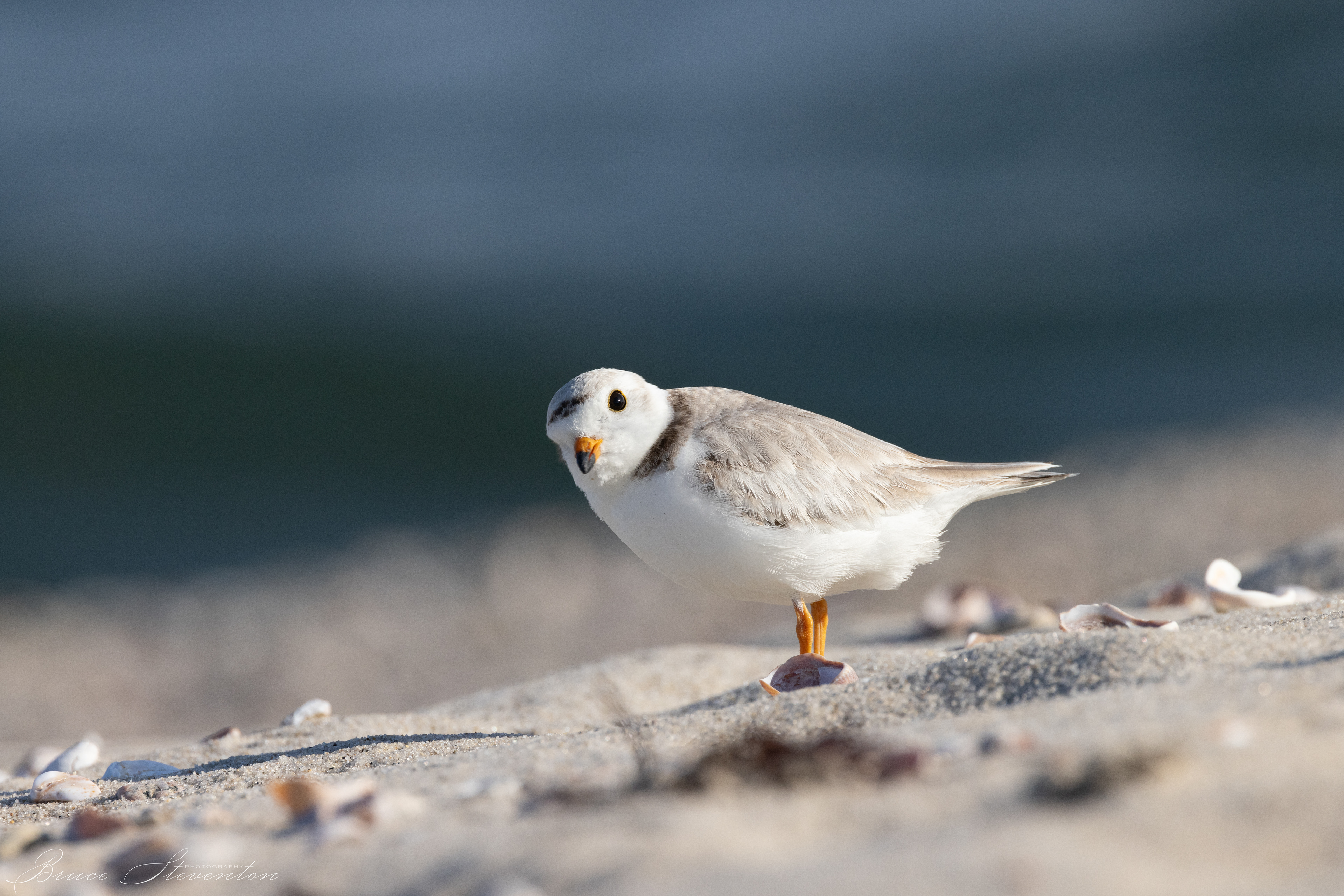 Piping Plover