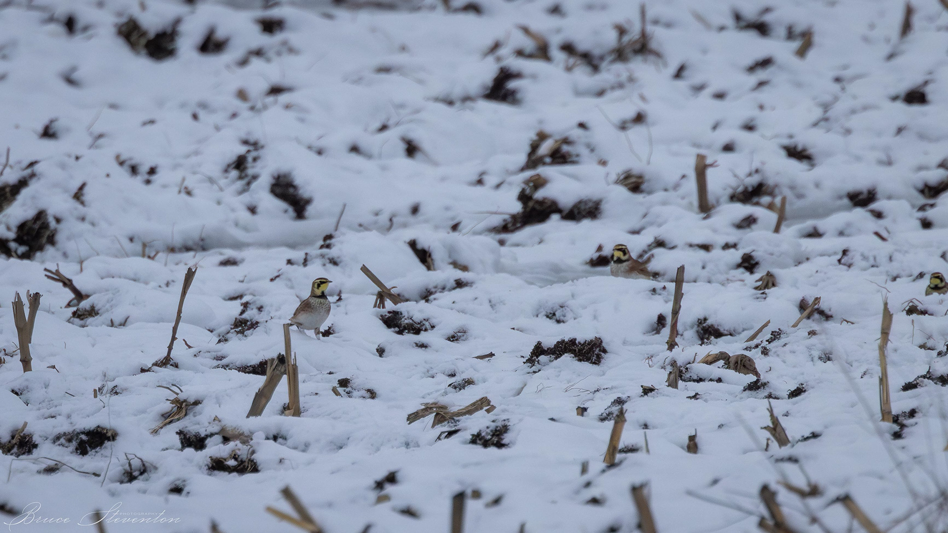 Horned Larks in a cornfield