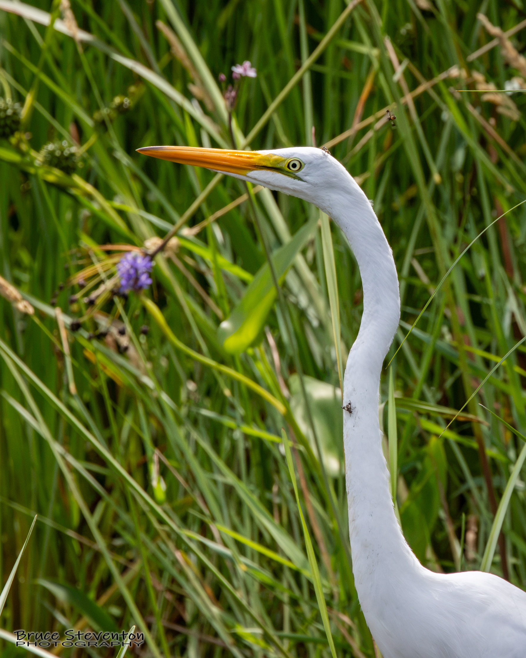 Great Egret
