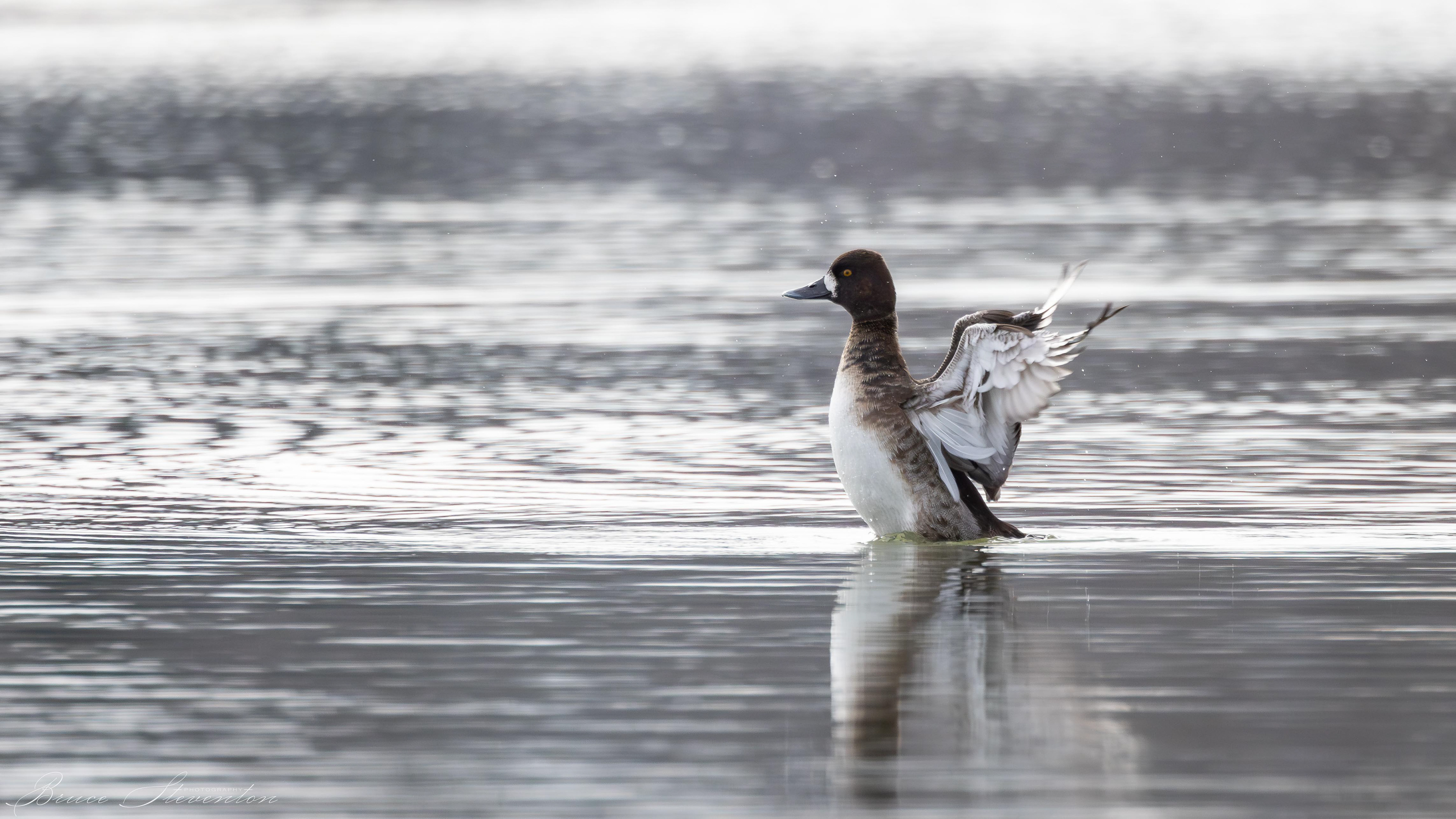Lesser Scaup - Female