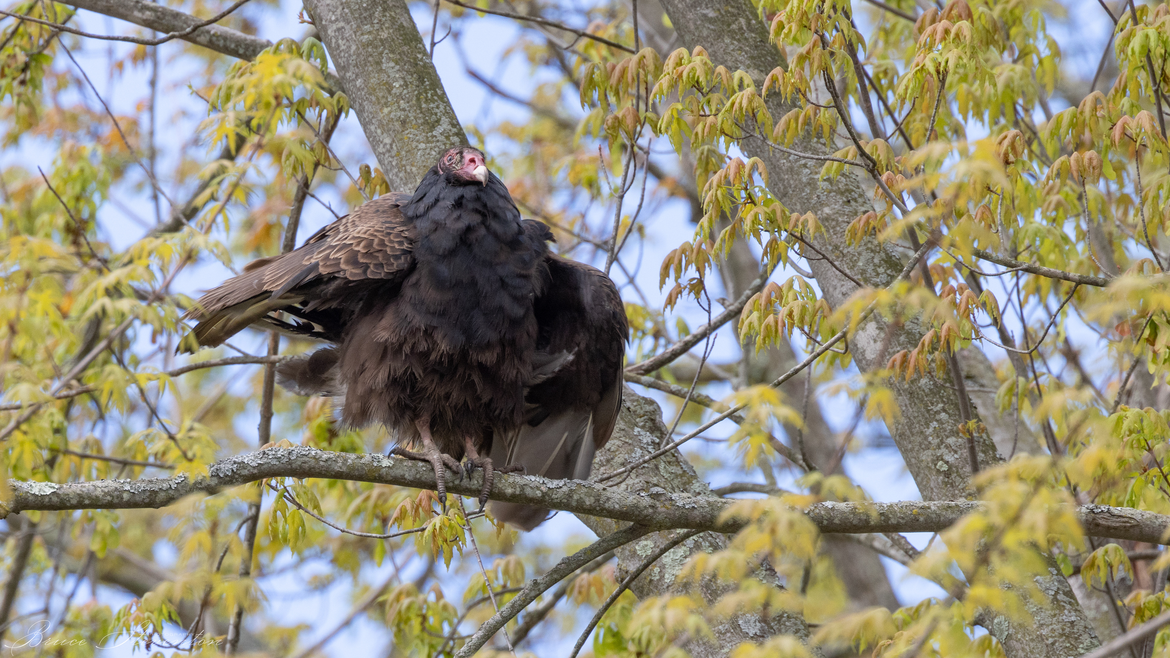 Turkey Vulture; neither cute nor elegant
