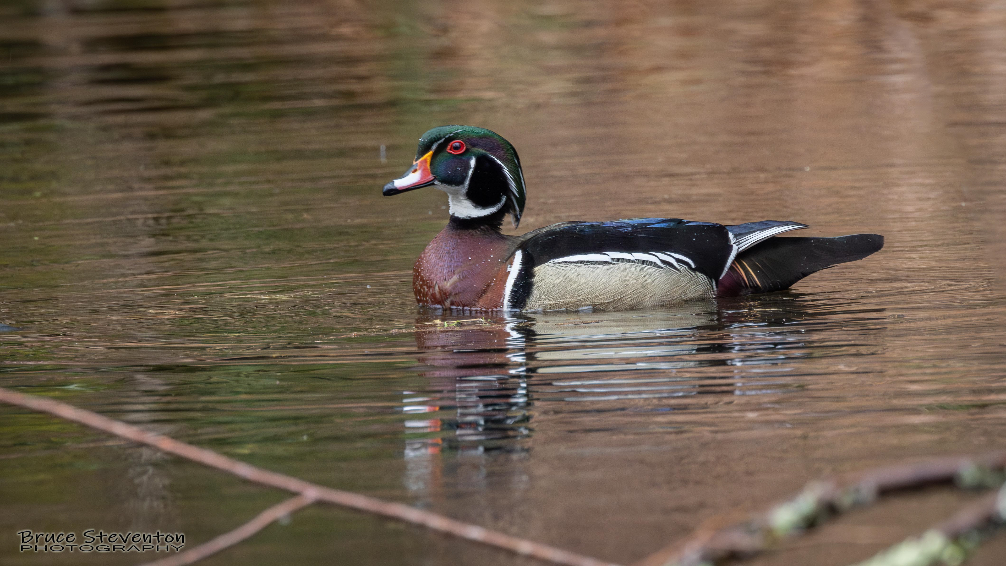 Wood Duck, Rochester, VT