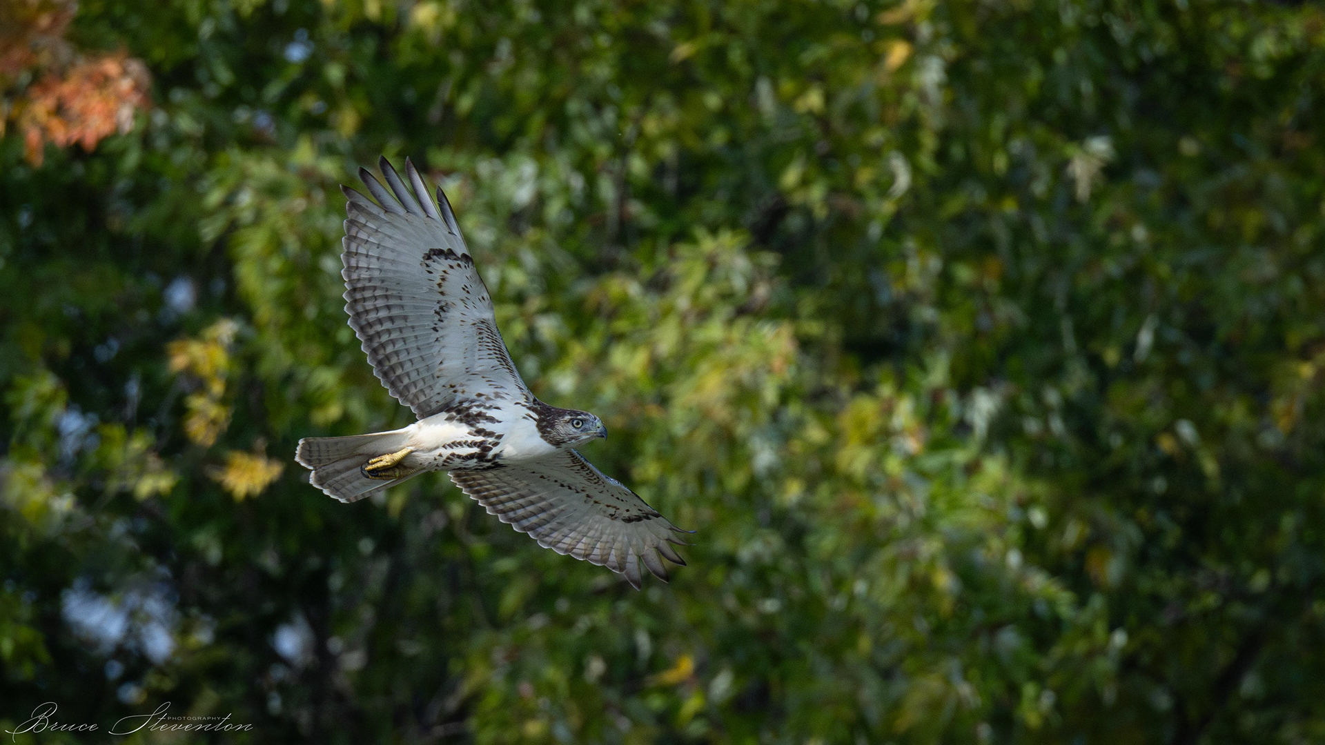 Red-tailed Hawk