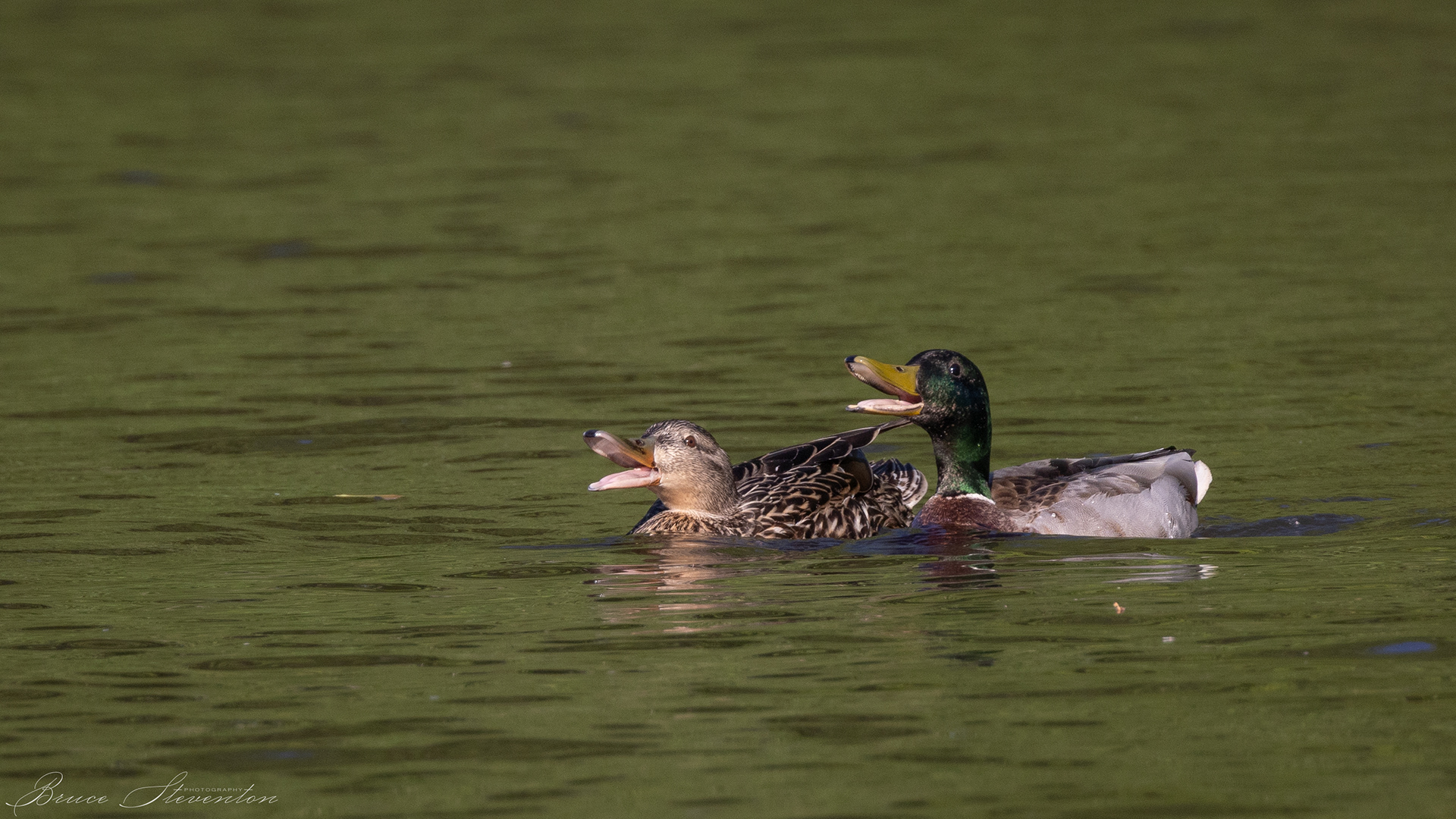 Mallard Duck, "Quack, Quack" This pair had a lot to say.