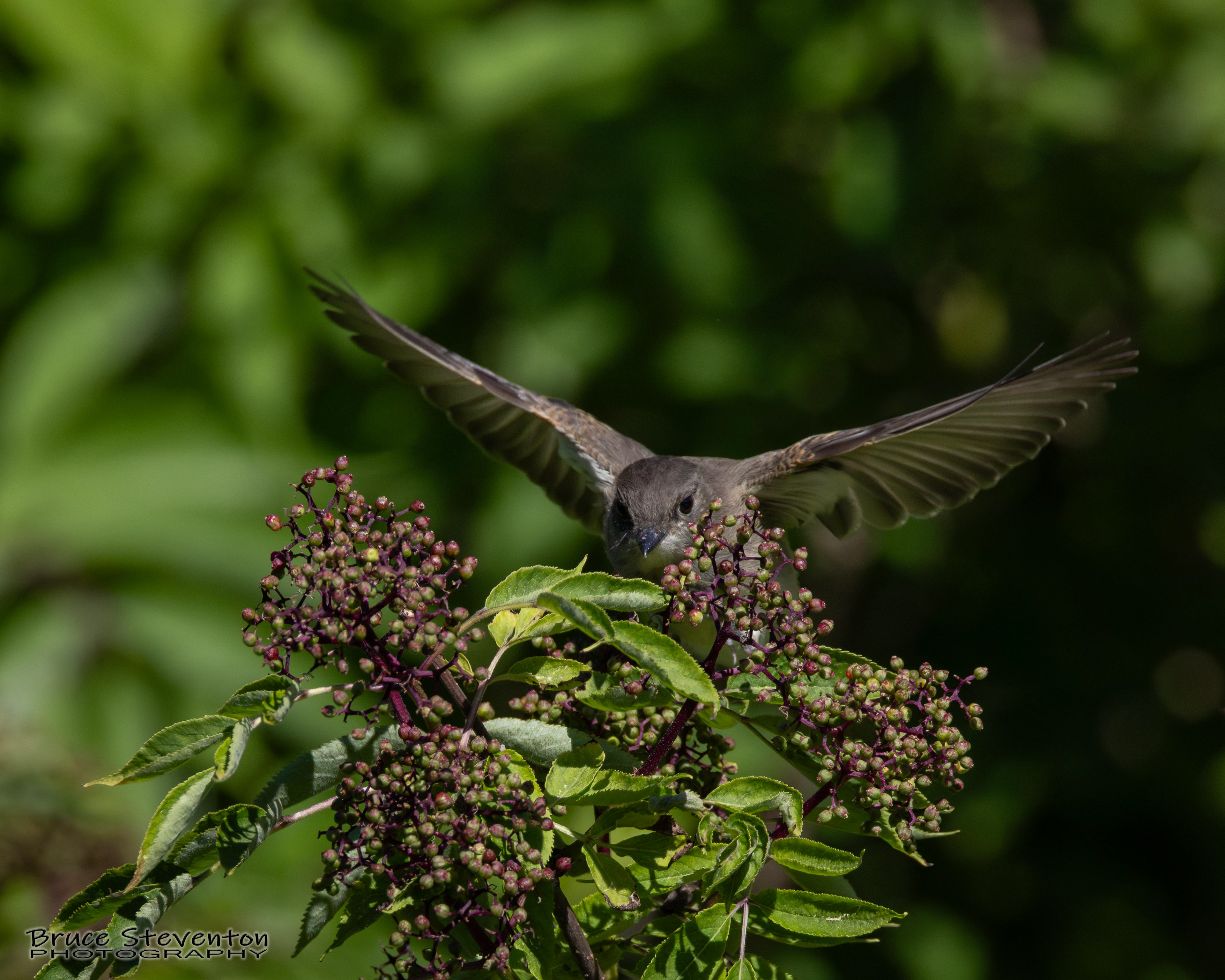 Eastern Phoebe