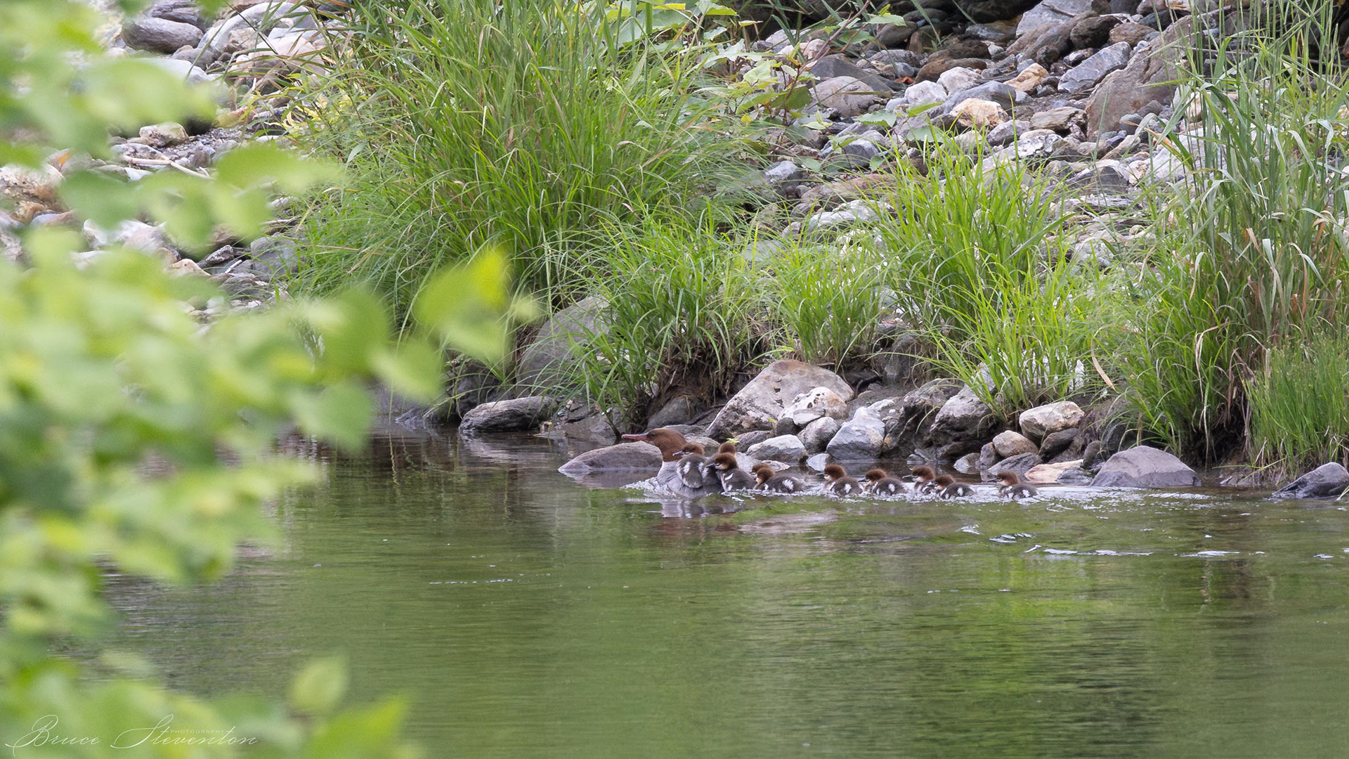 Merganser (F) with young