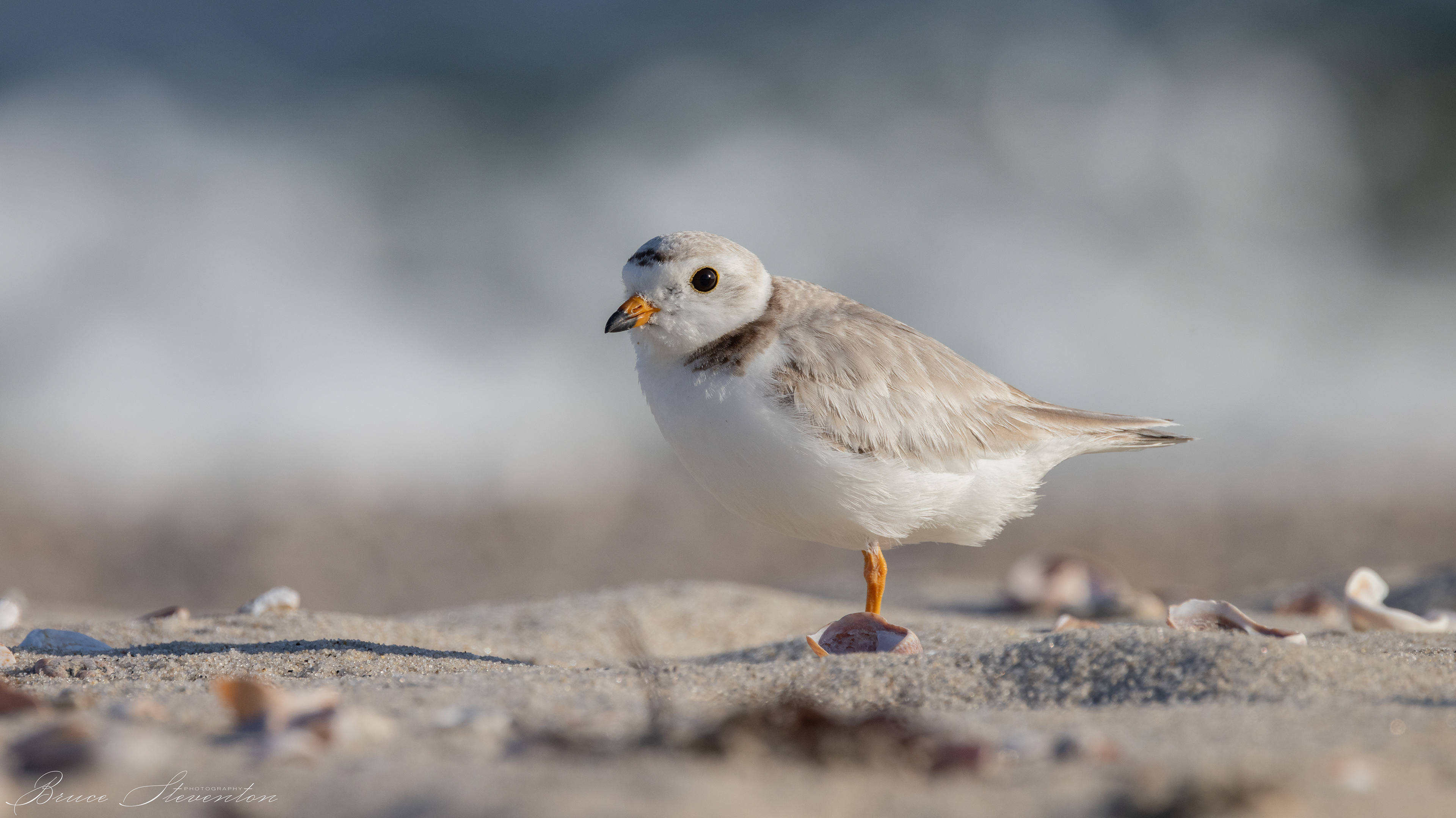 Piping Plover