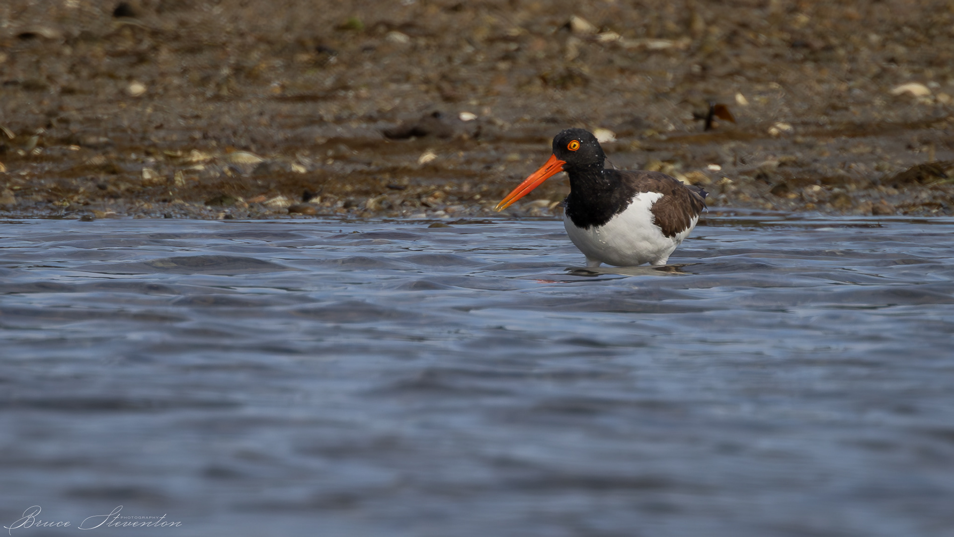 Oyster Catcher