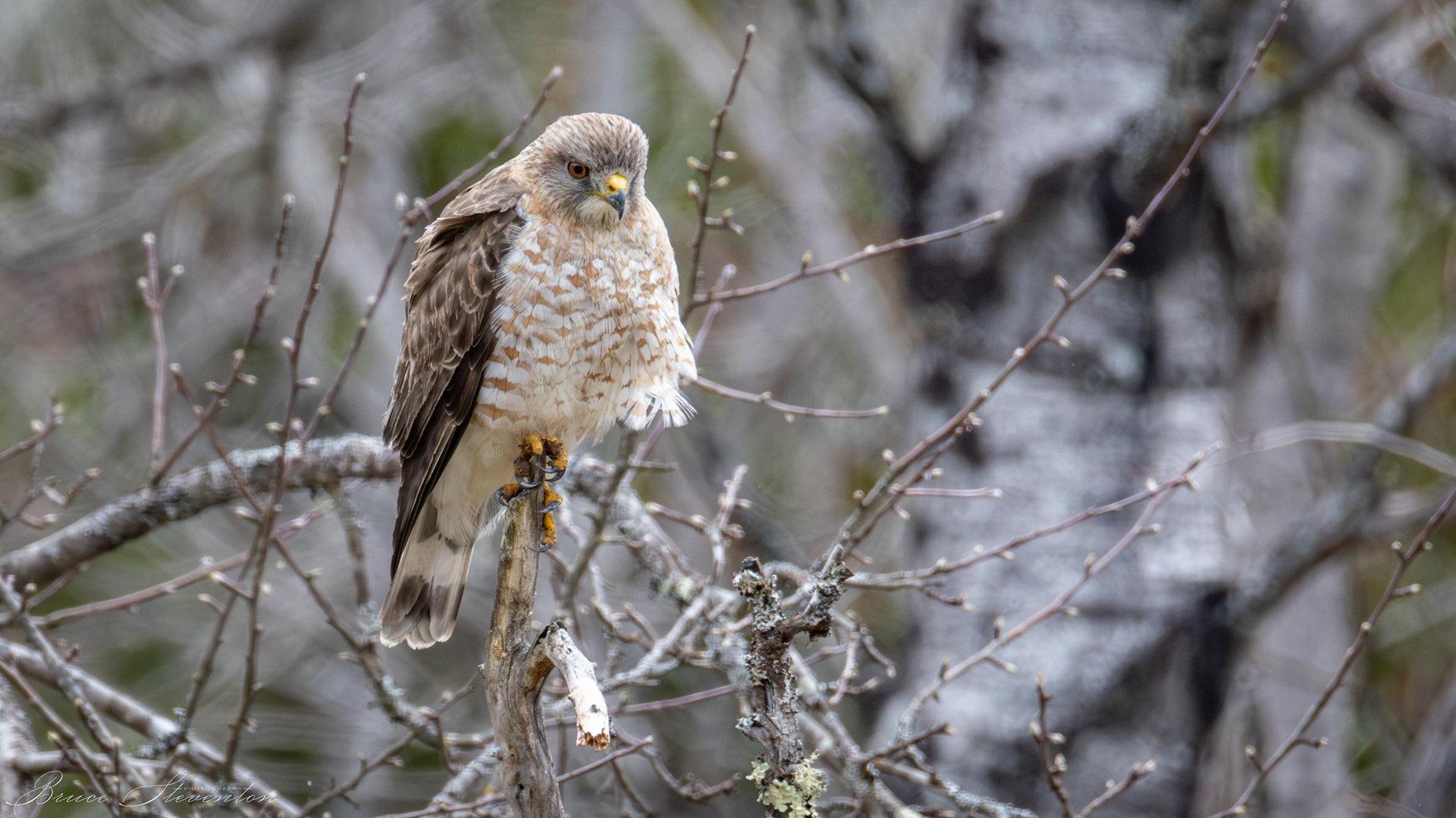 Broad-winged Hawk?