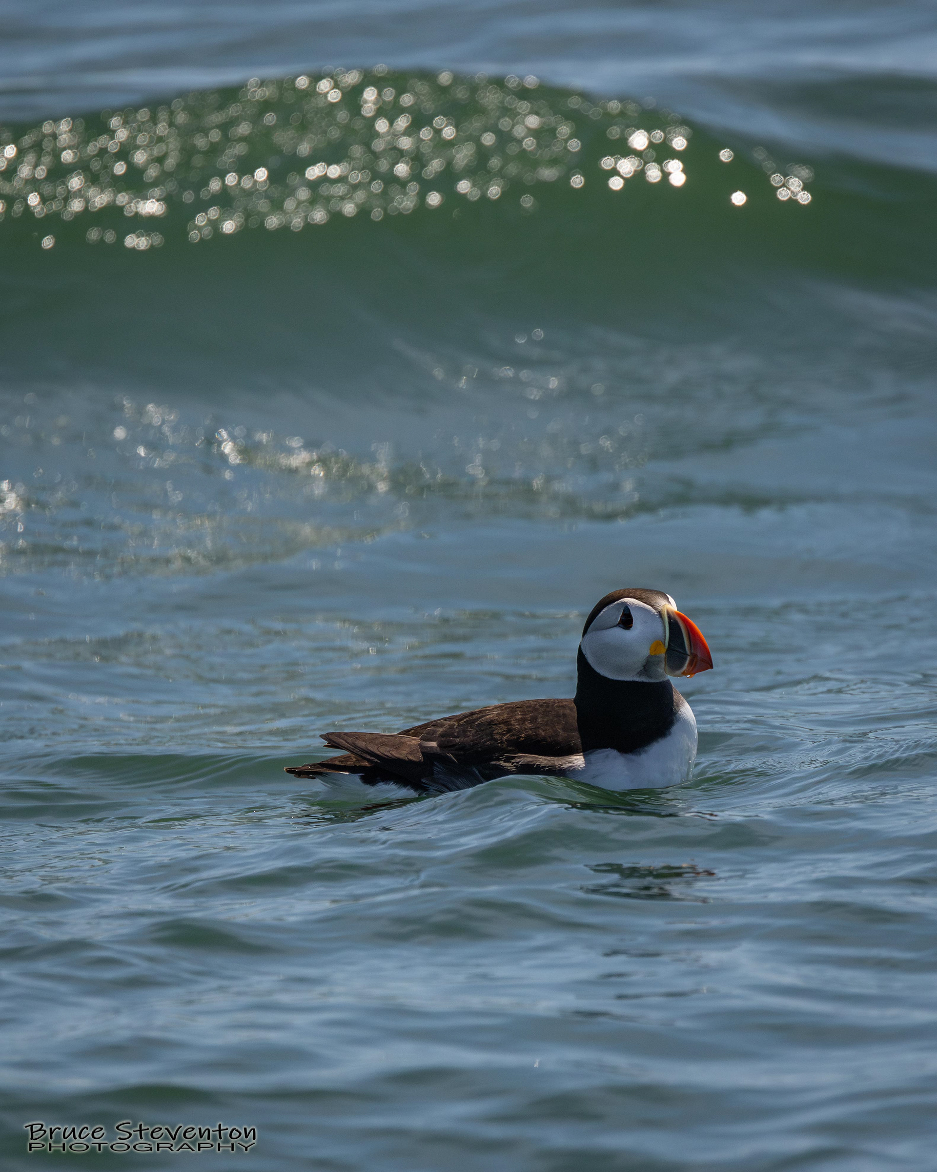 Atlantic Puffin