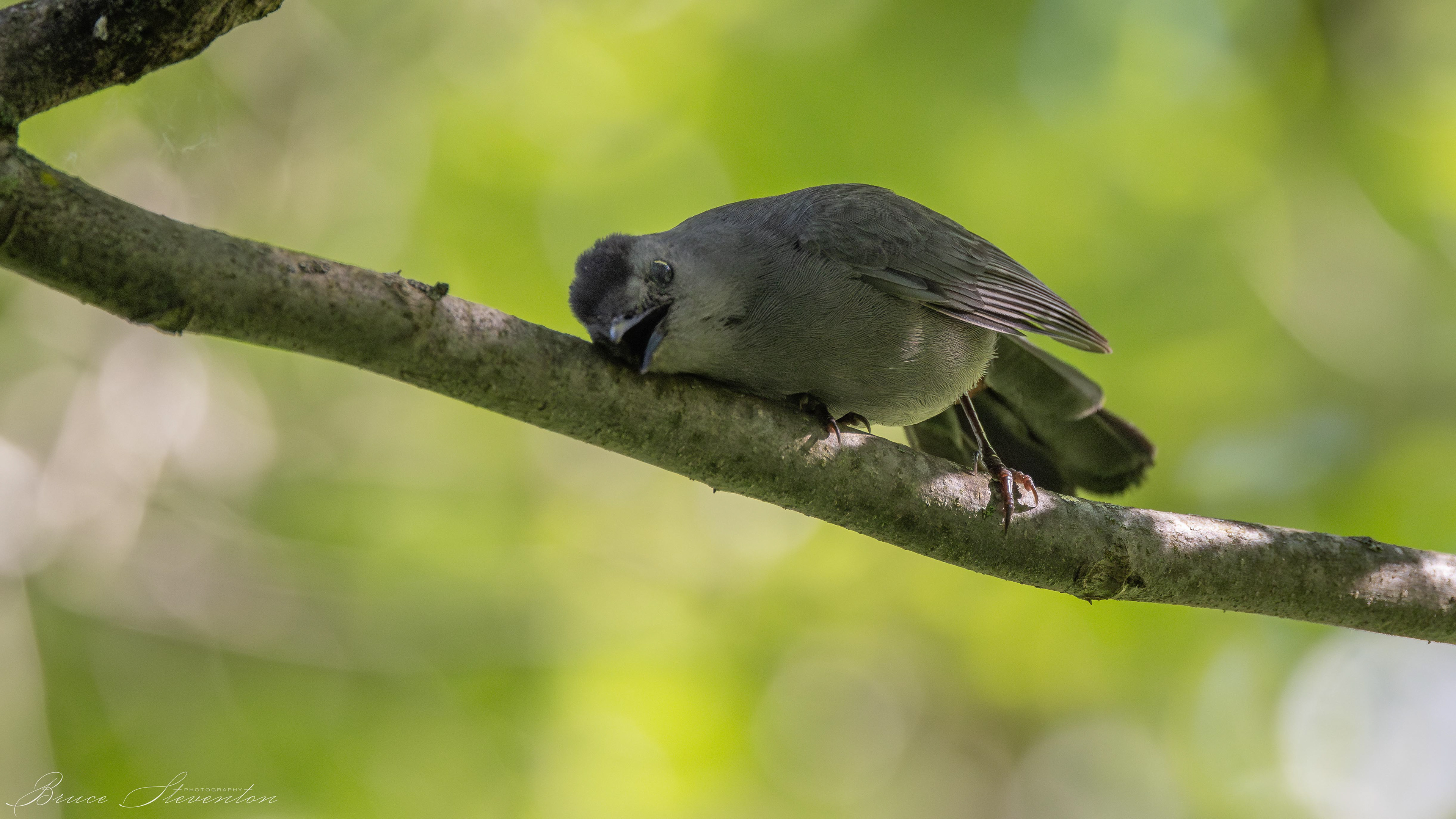 Gray Catbird scratching it's head on a branch