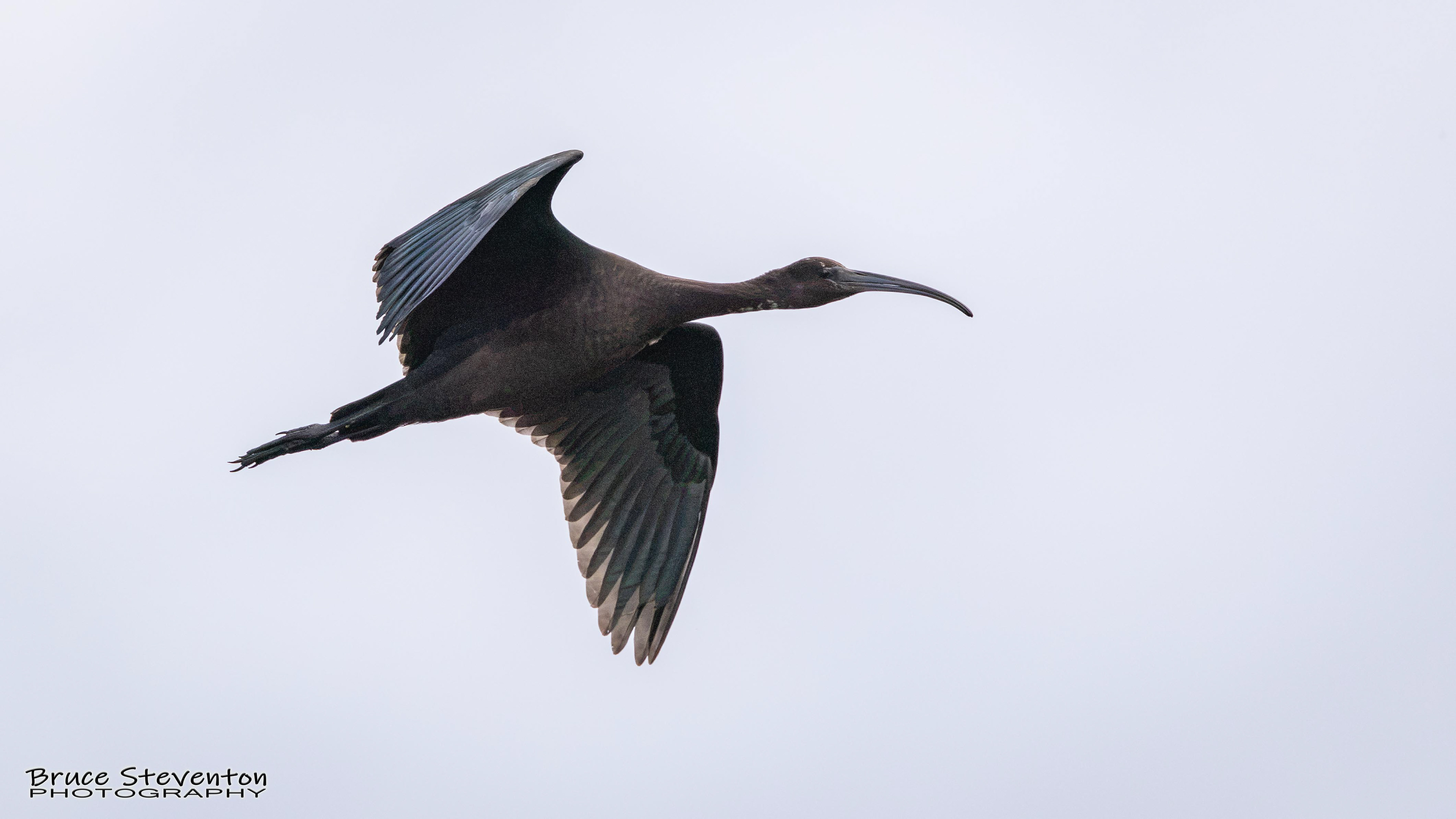 Glossy Ibis