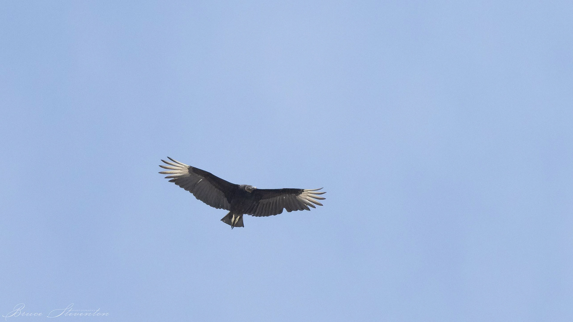 Black Vulture - Charles D Owen Park