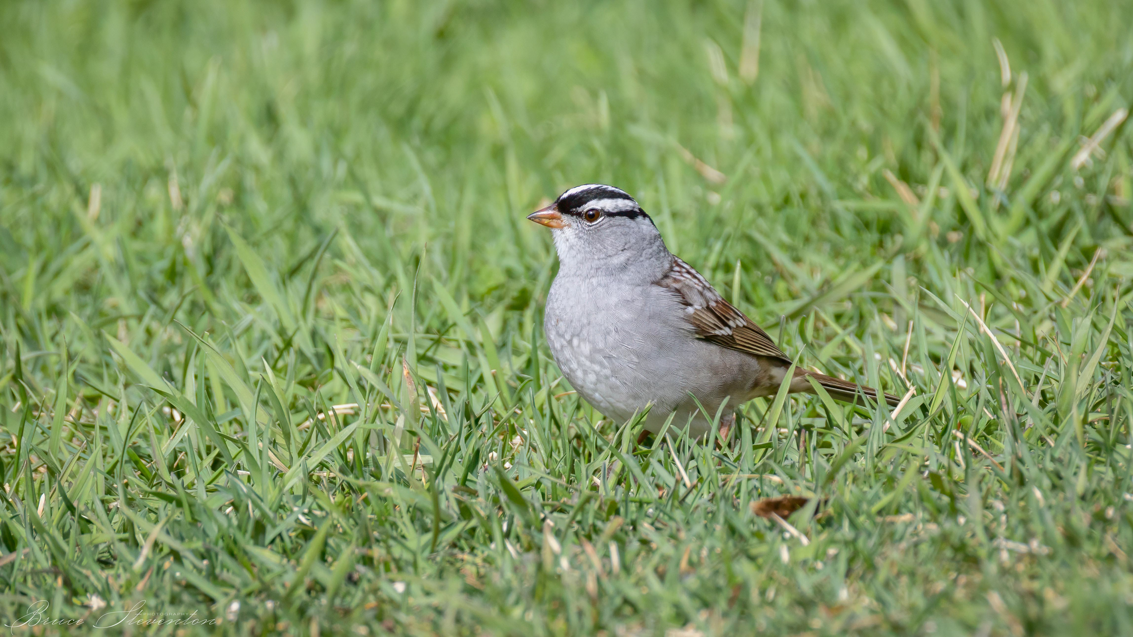 White-crowned Sparrow