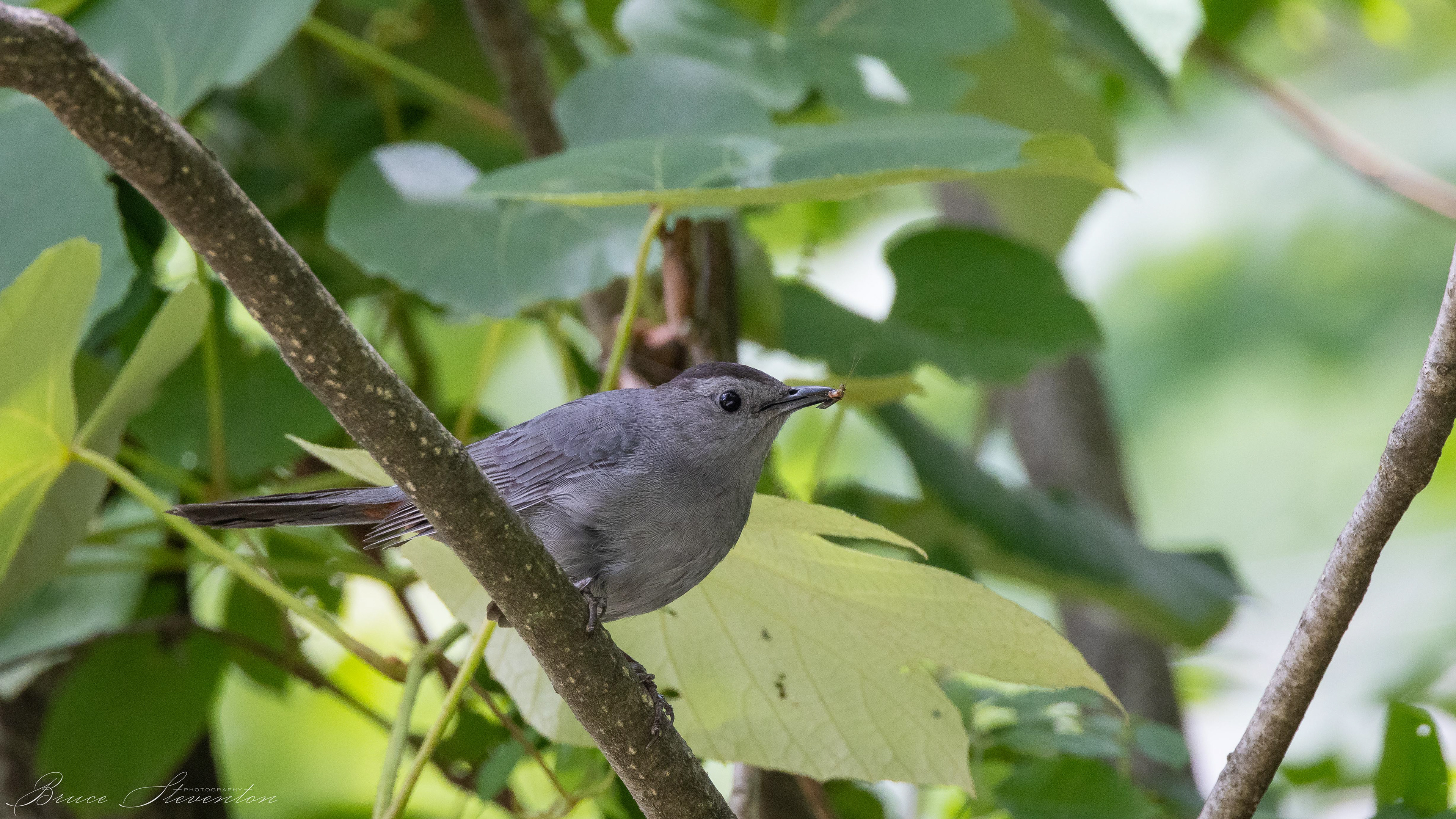 Gray Catbird - Lake Tomahawk