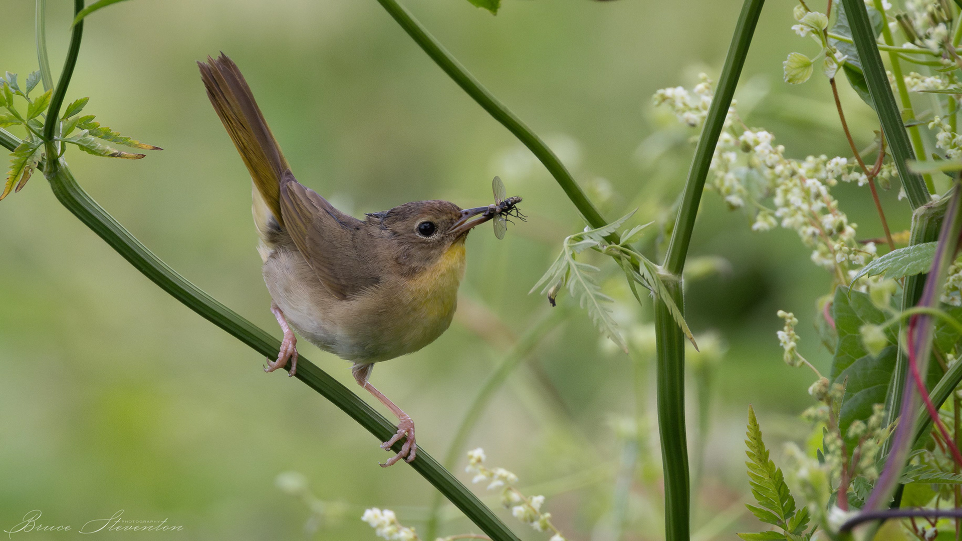 Common Yellowthroat with a captured fly