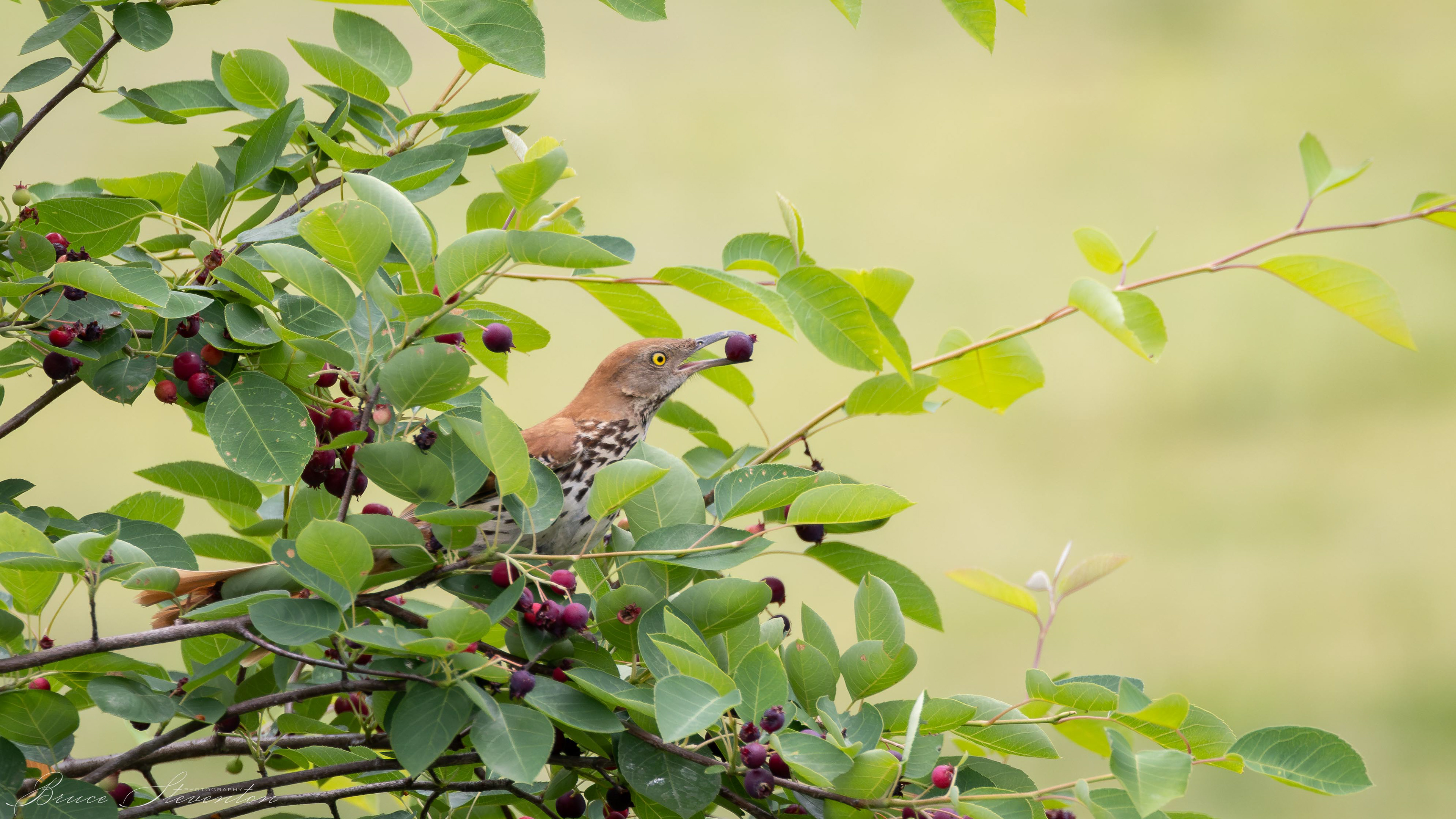Brown Thrasher - French Broad River Greenway