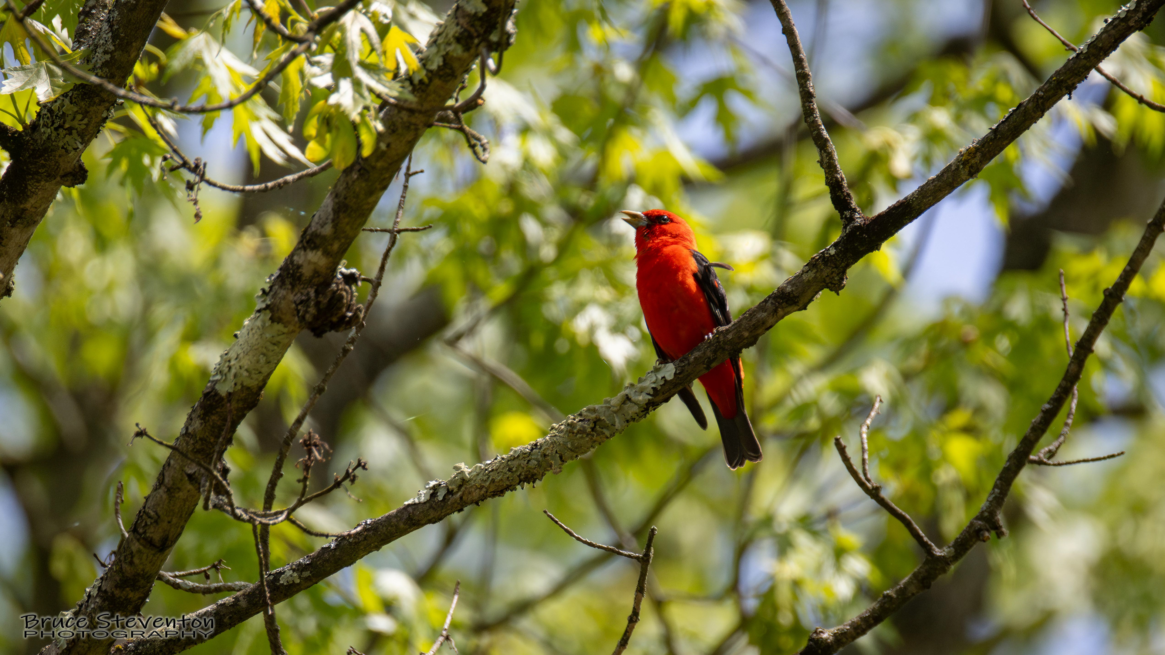 Scarlet Tanager
