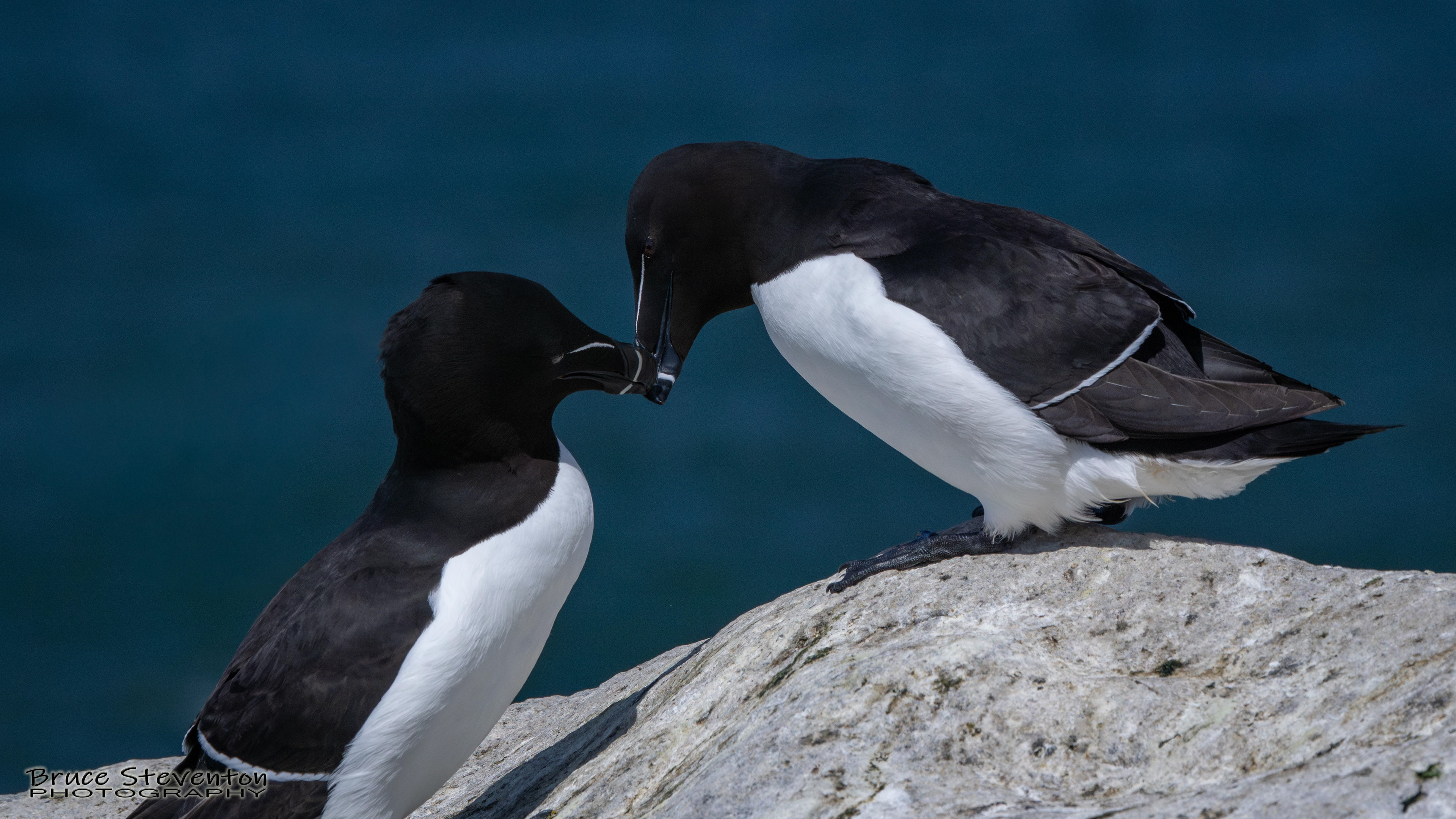 Razorbill