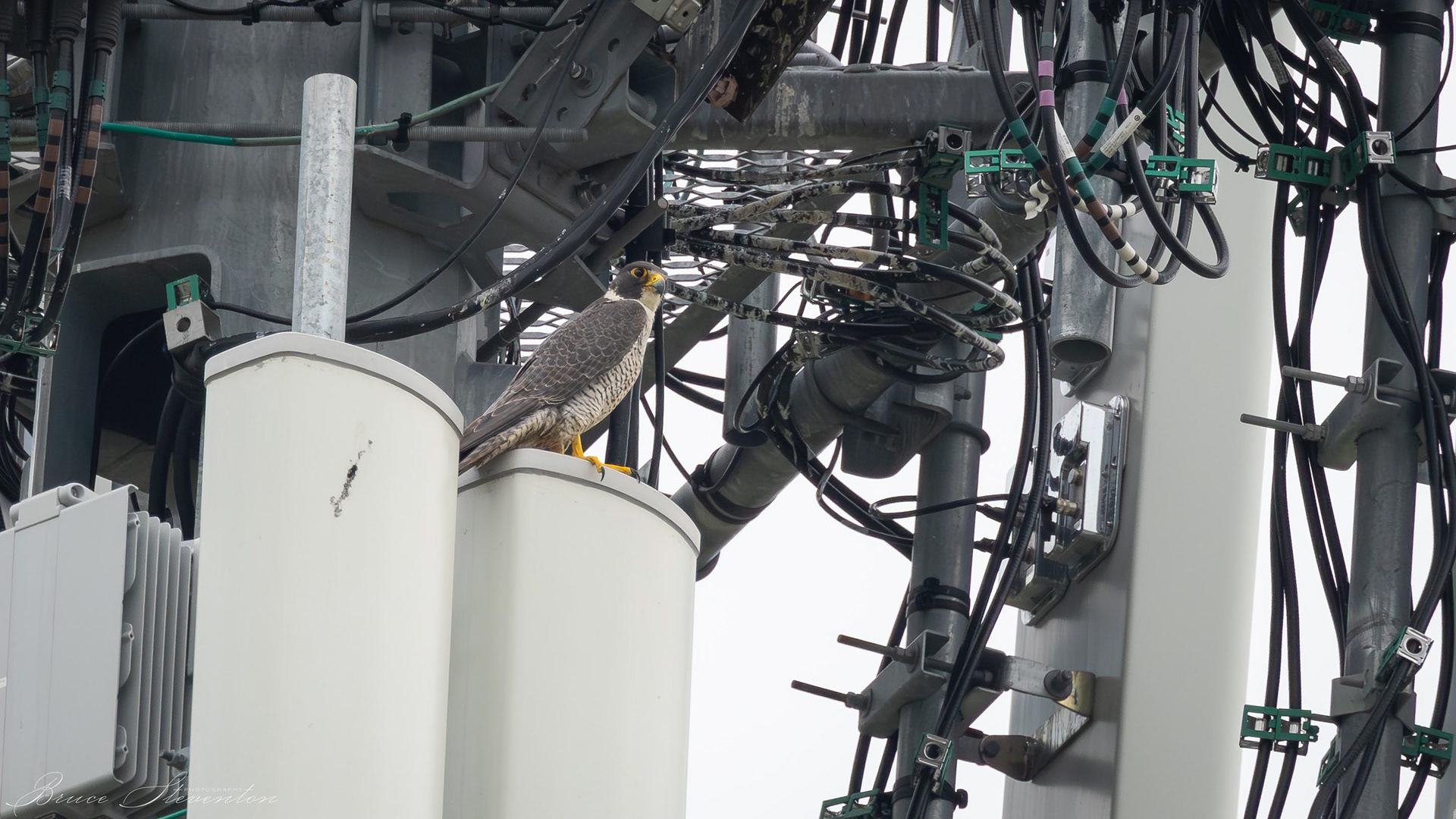 Peregrine - St. Albans, VT