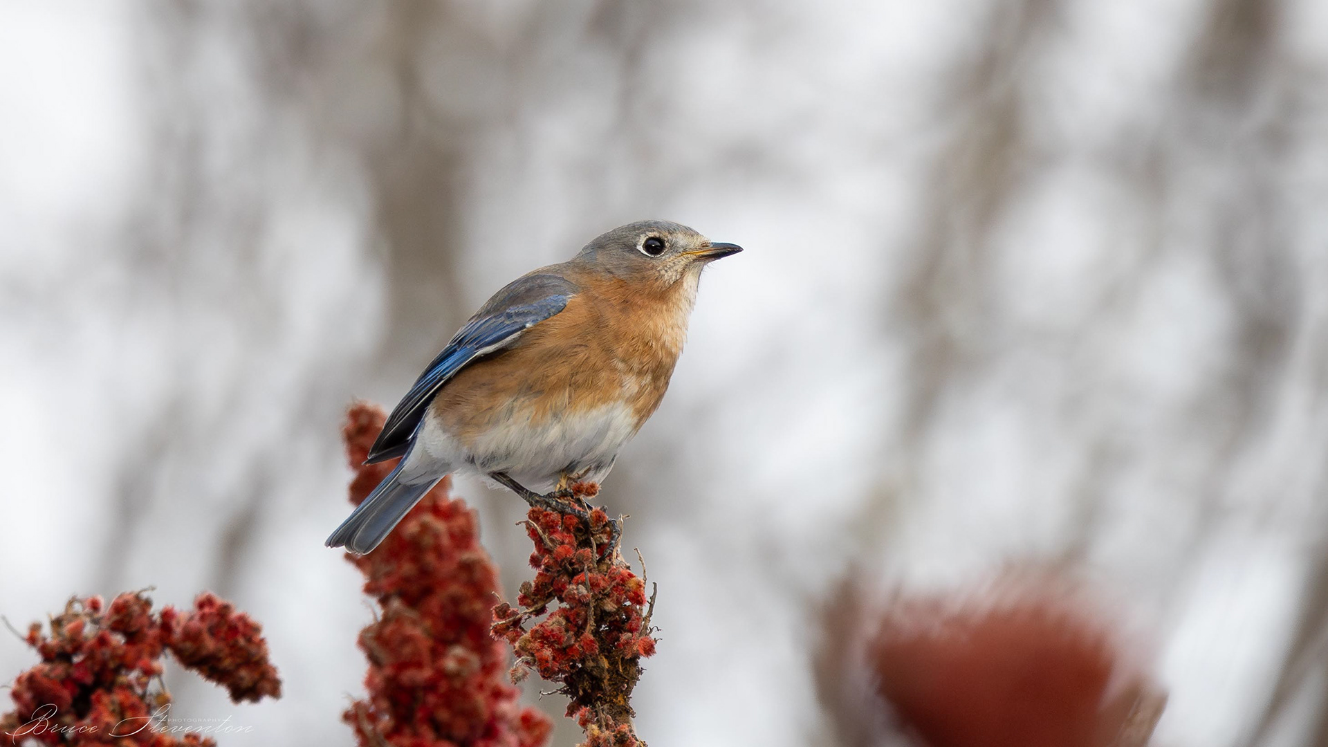 Eastern Bluebird - Rochester, VT