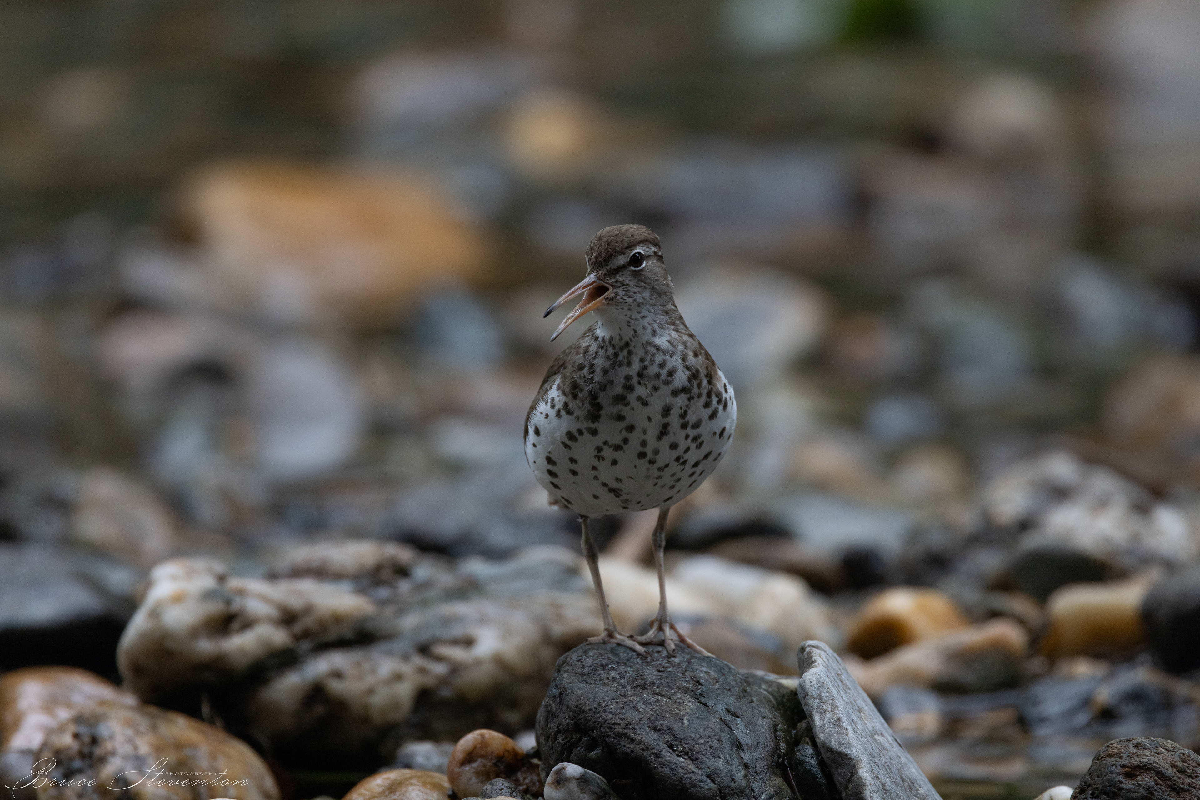 Spotted Sandpiper