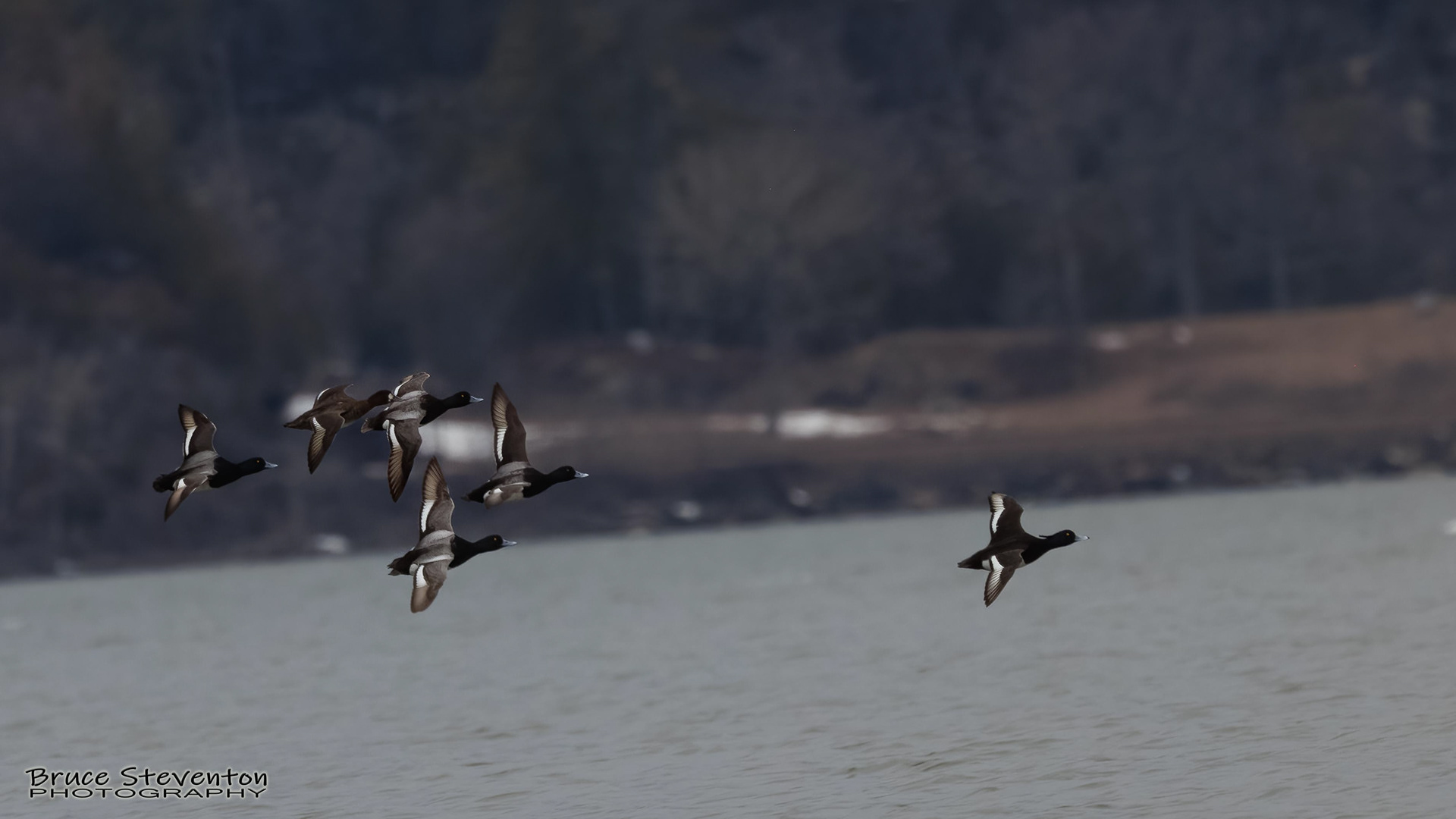 Greater Scaup - Addison, VT