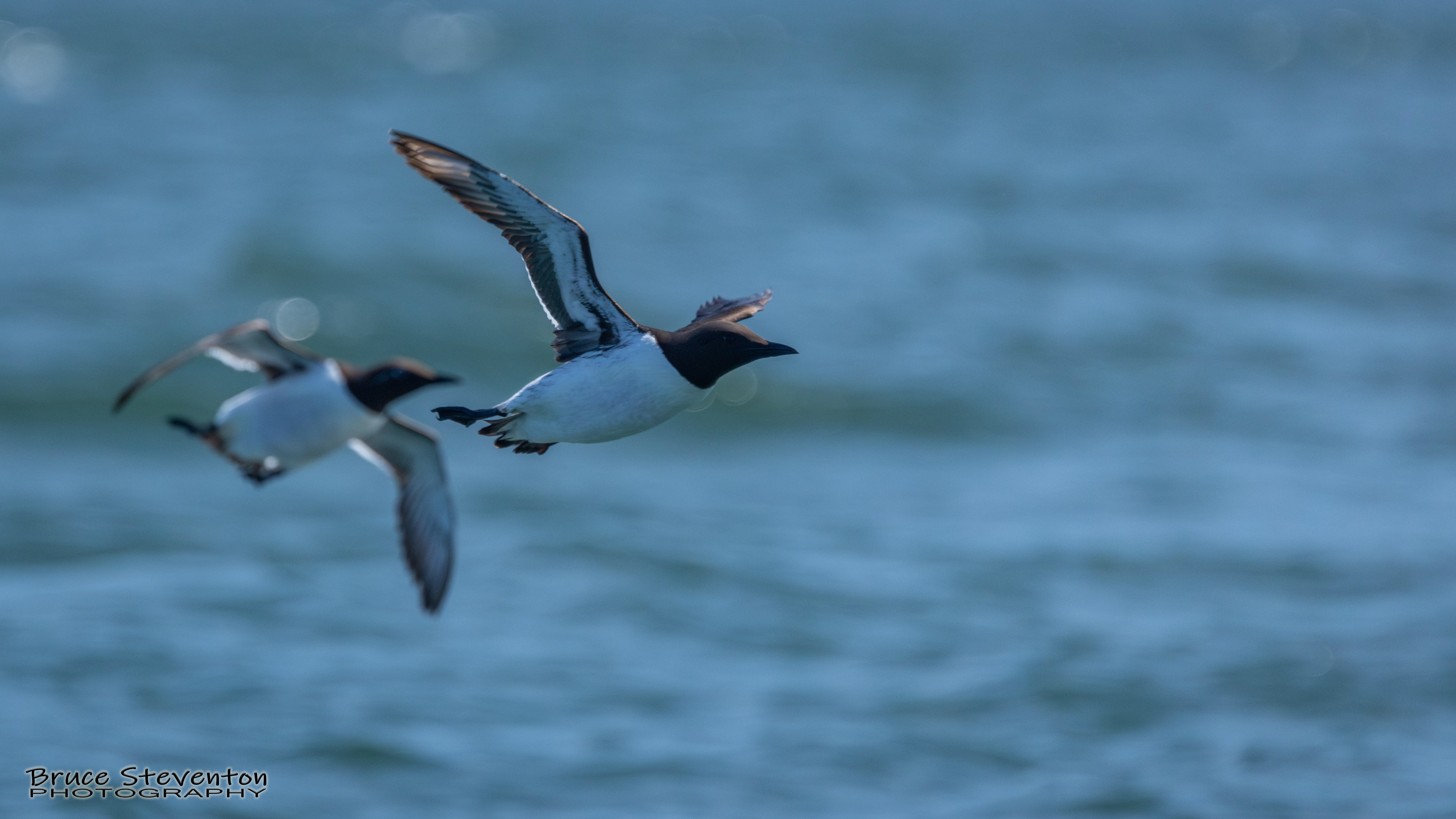 Common Murre
