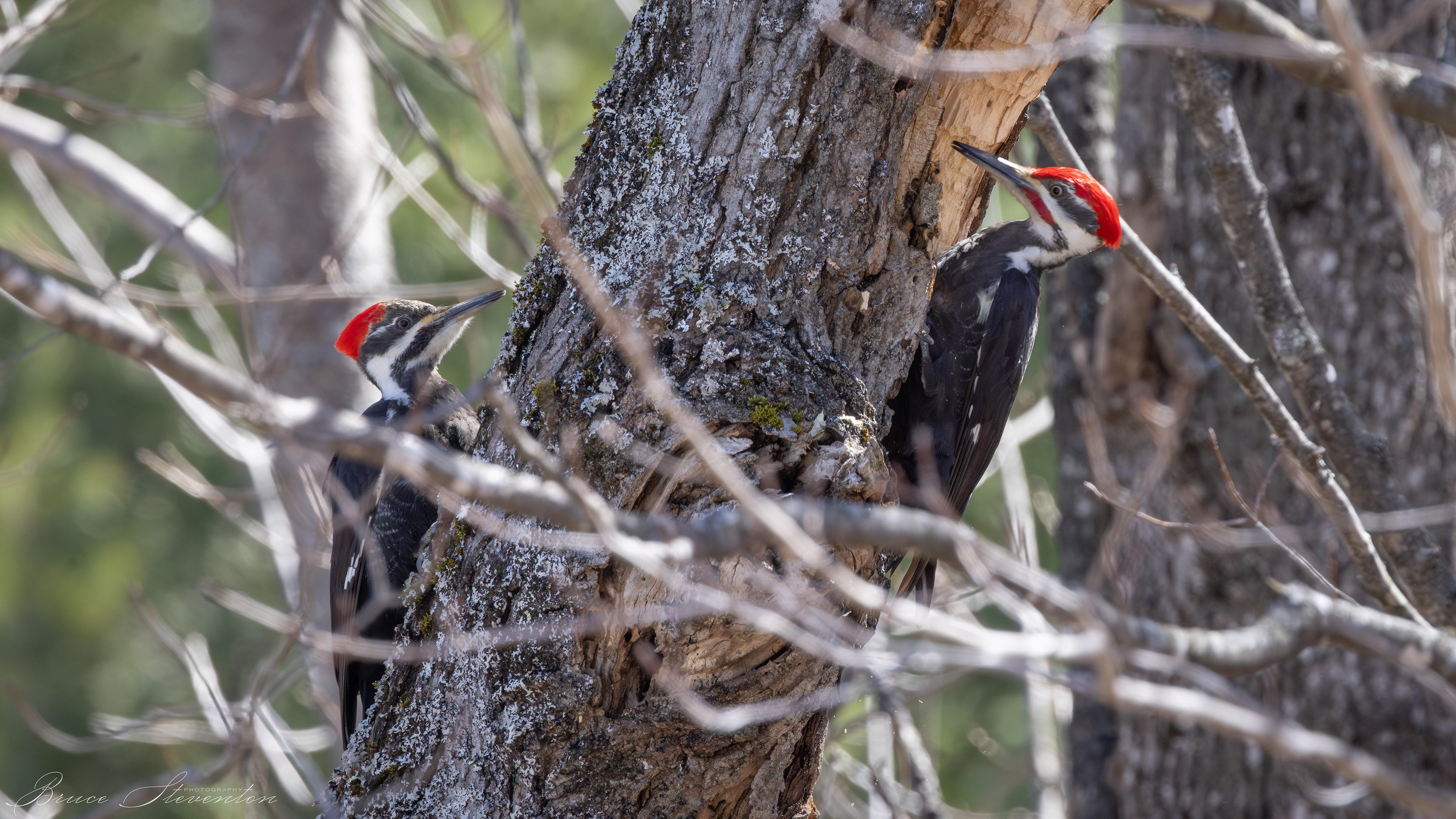 Pileated Woodpeckers (Left-Female, Right-Male)