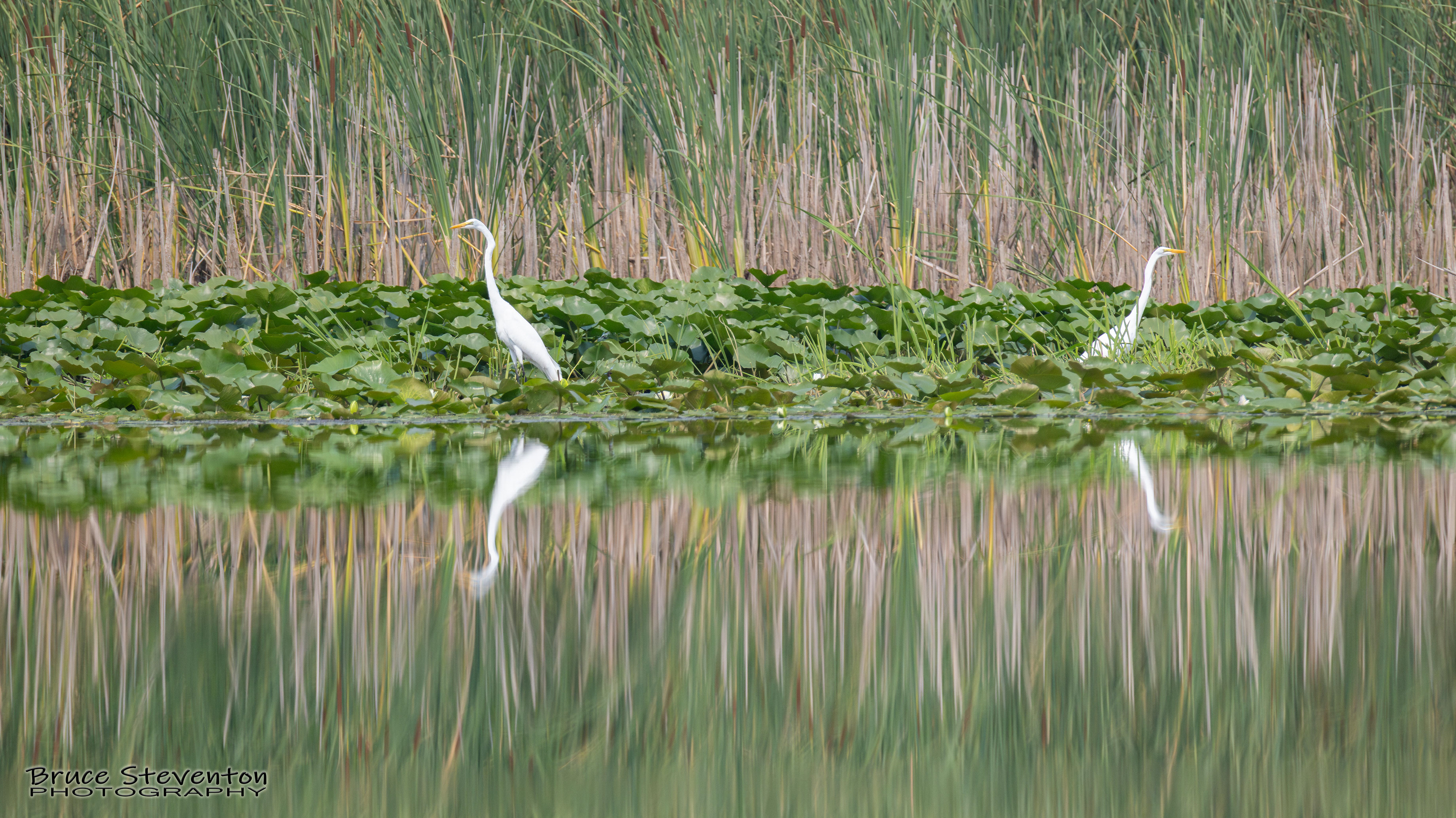 Great Egret