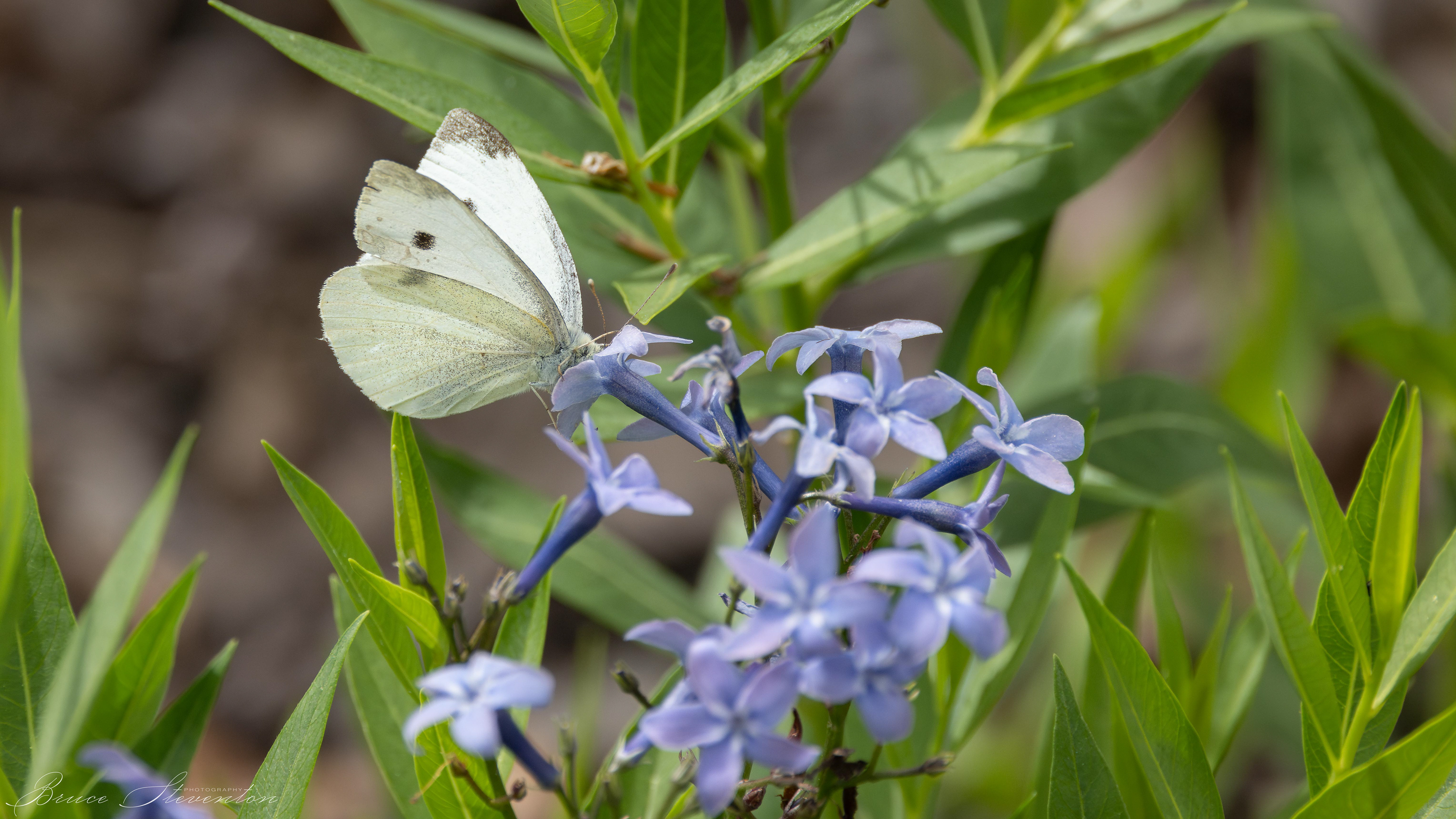 Cabbage Butterfly - French Broad River Greenway