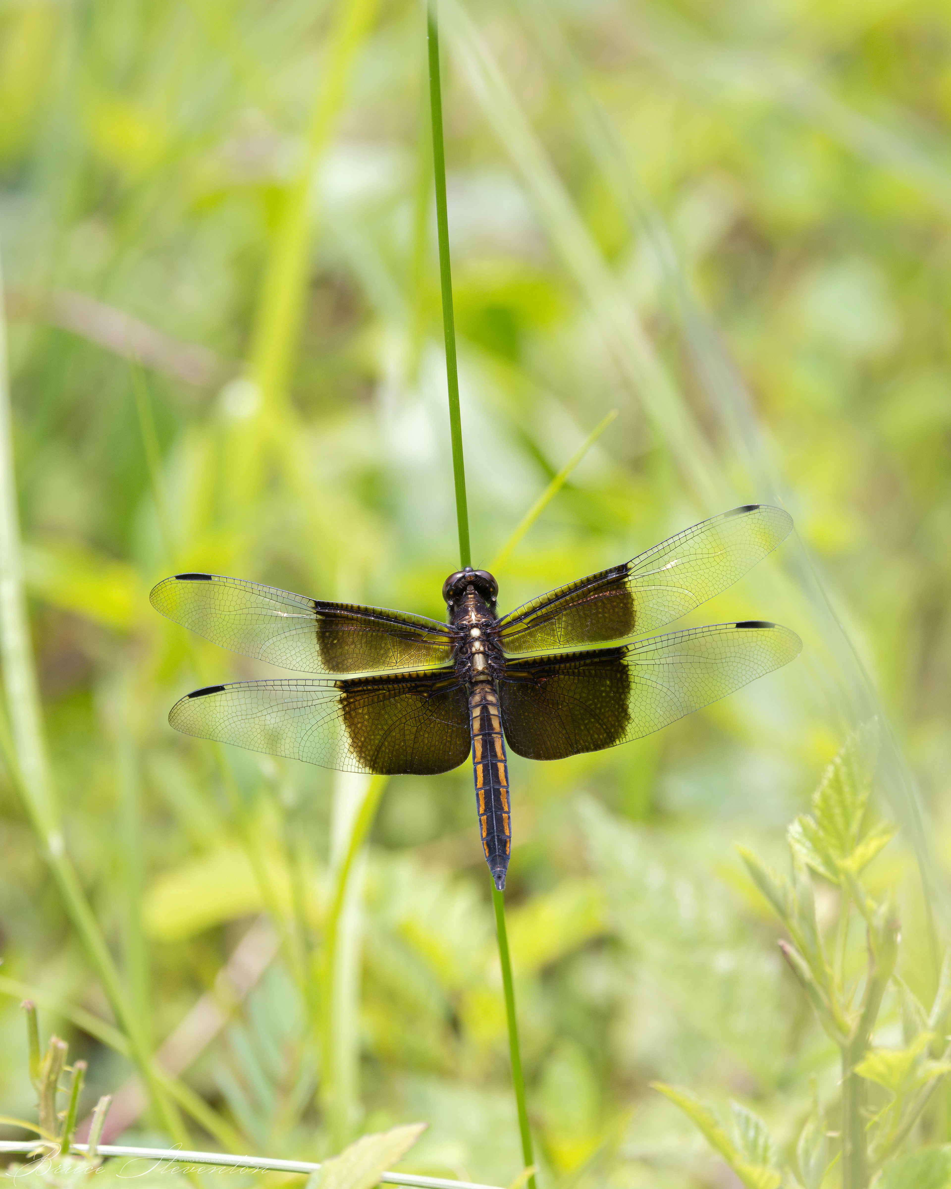 Widow Skimmer (F) - Stone Mt Park
