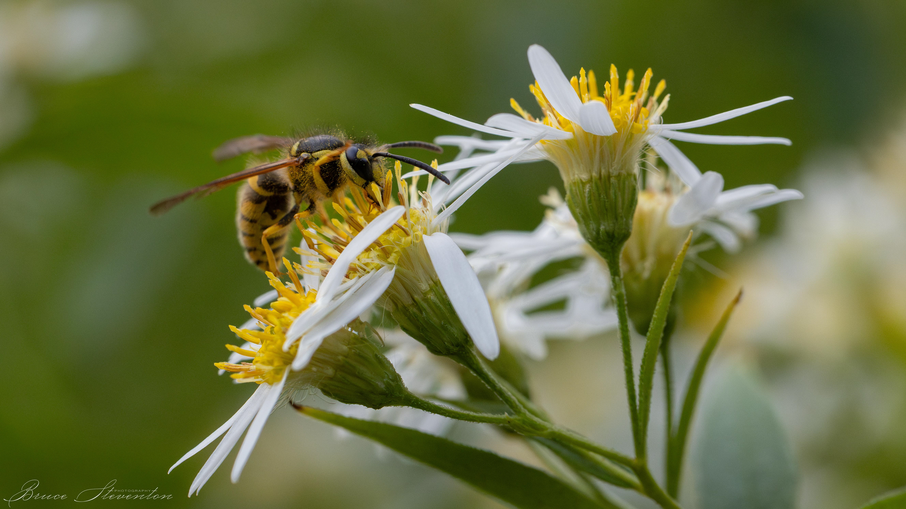 Yellow Jacket on Aster