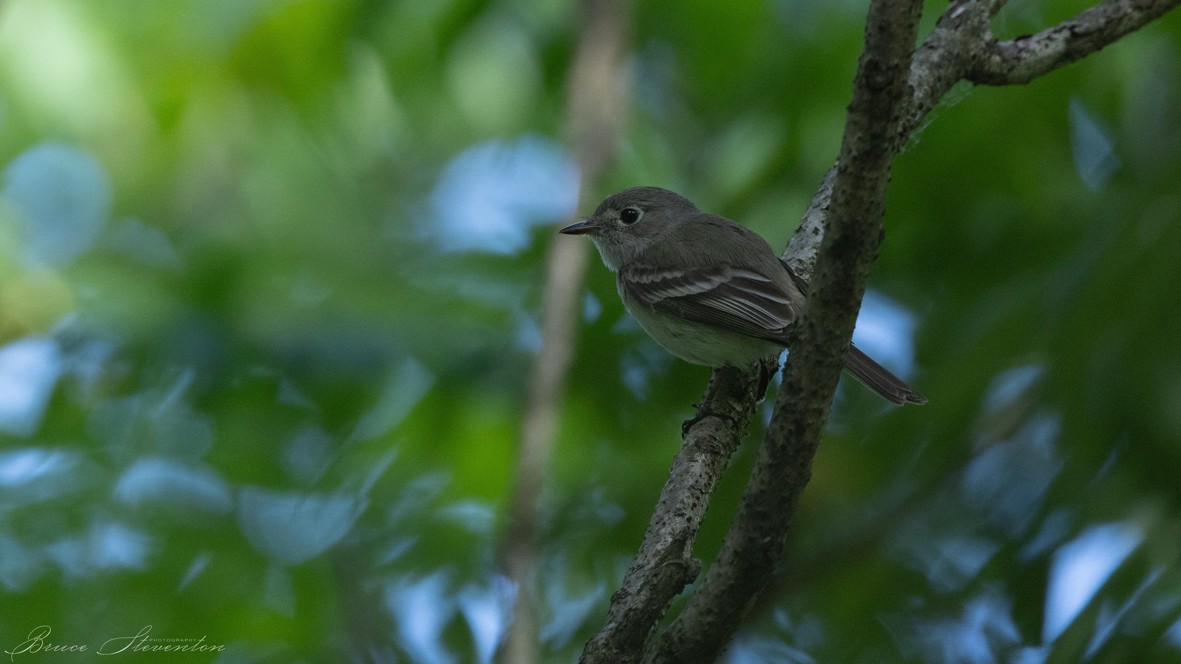 Least Flycatcher