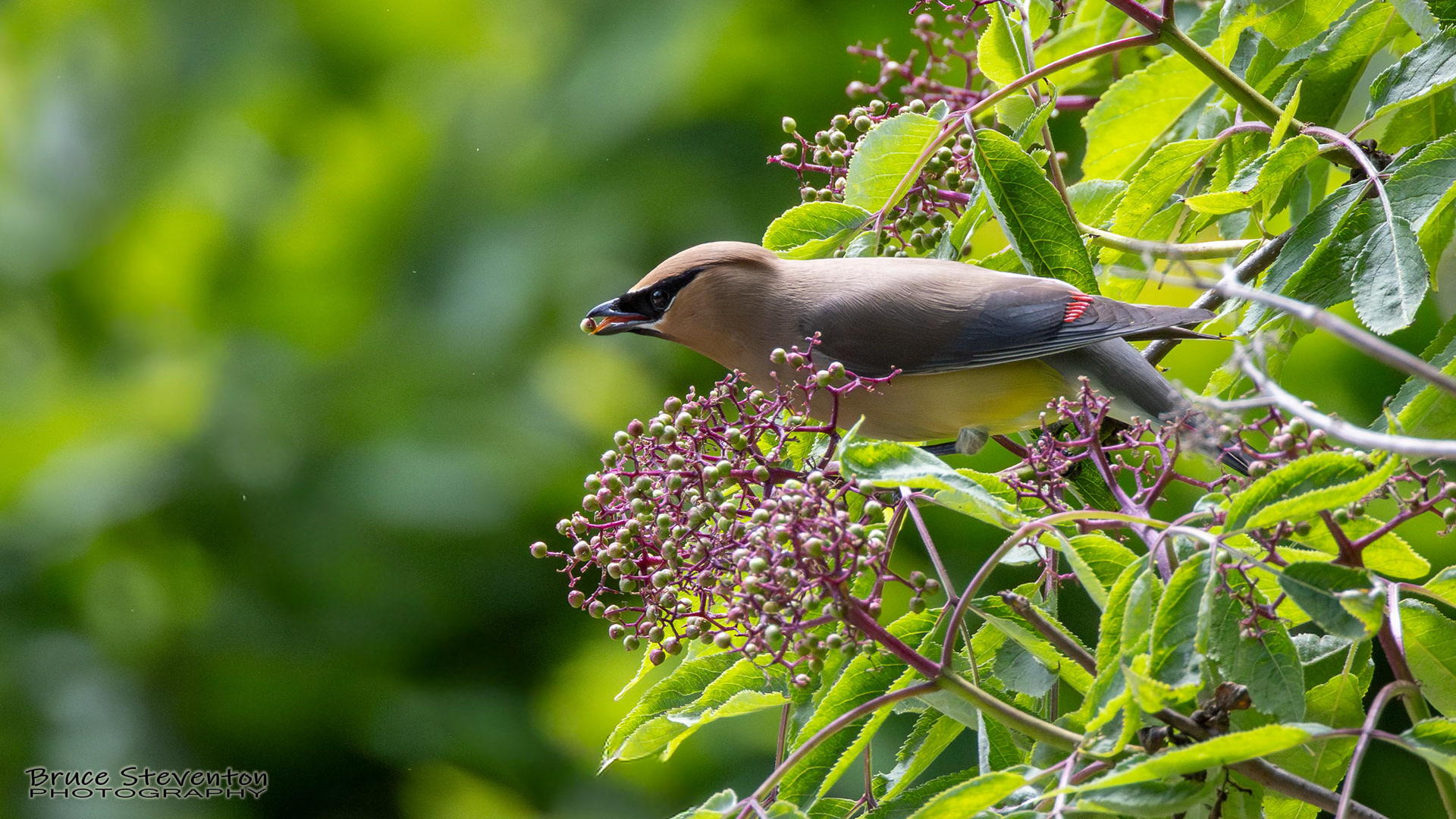 Cedar Waxwing
