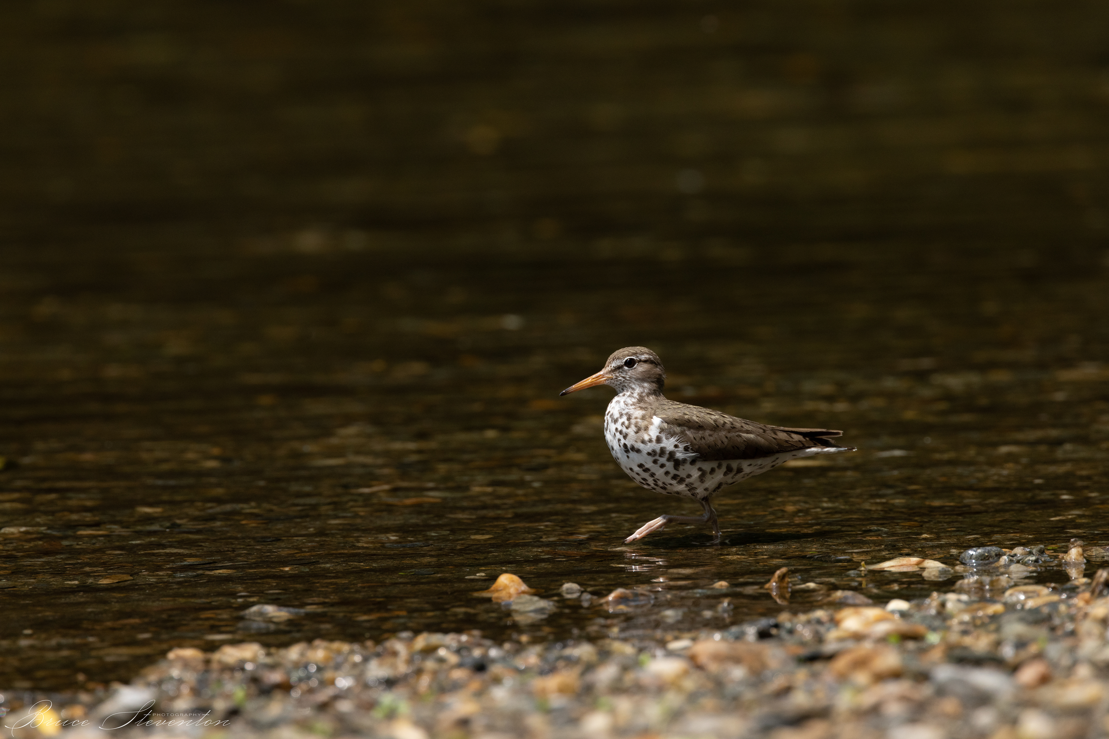 Spotted Sandpiper
