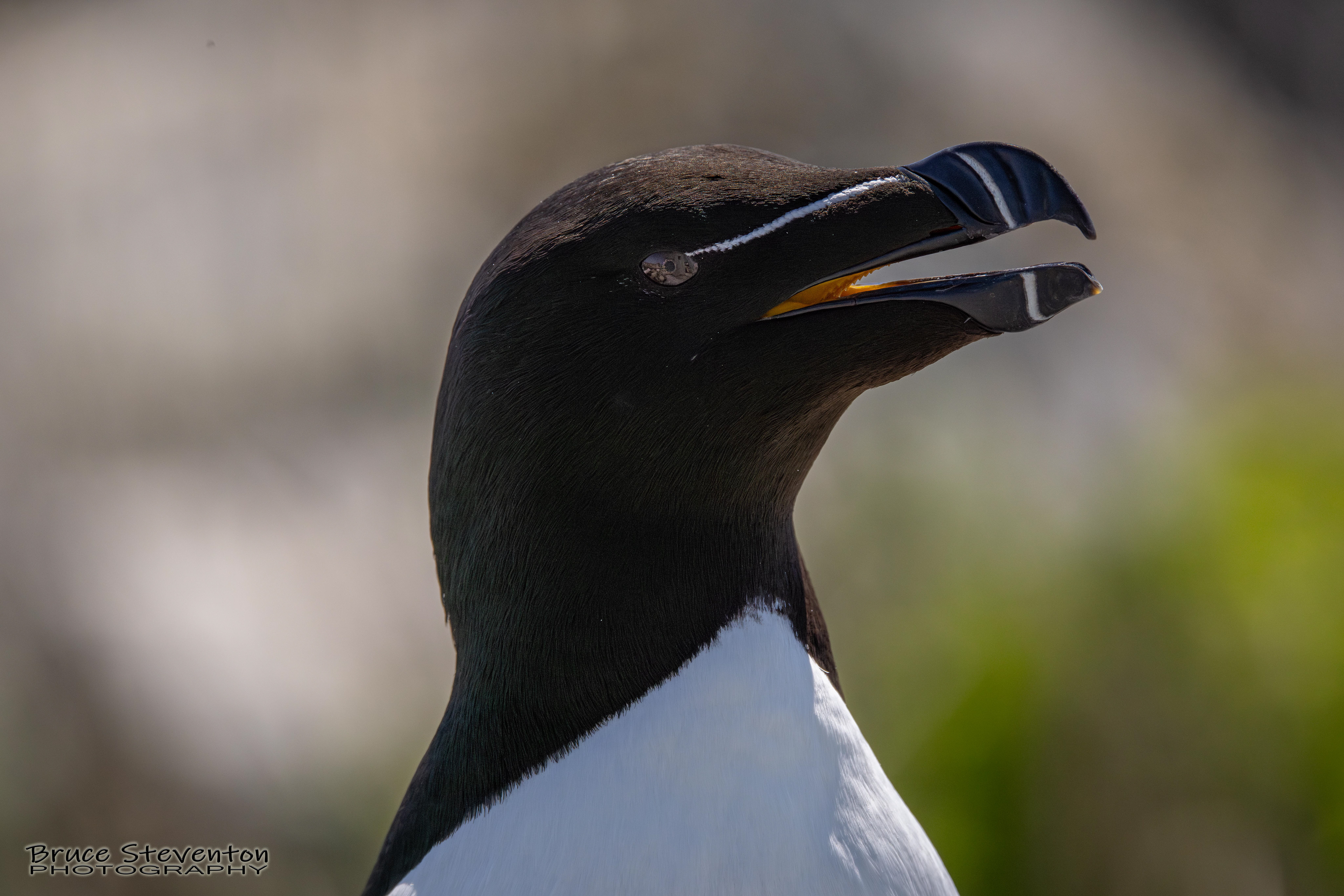 Razorbill