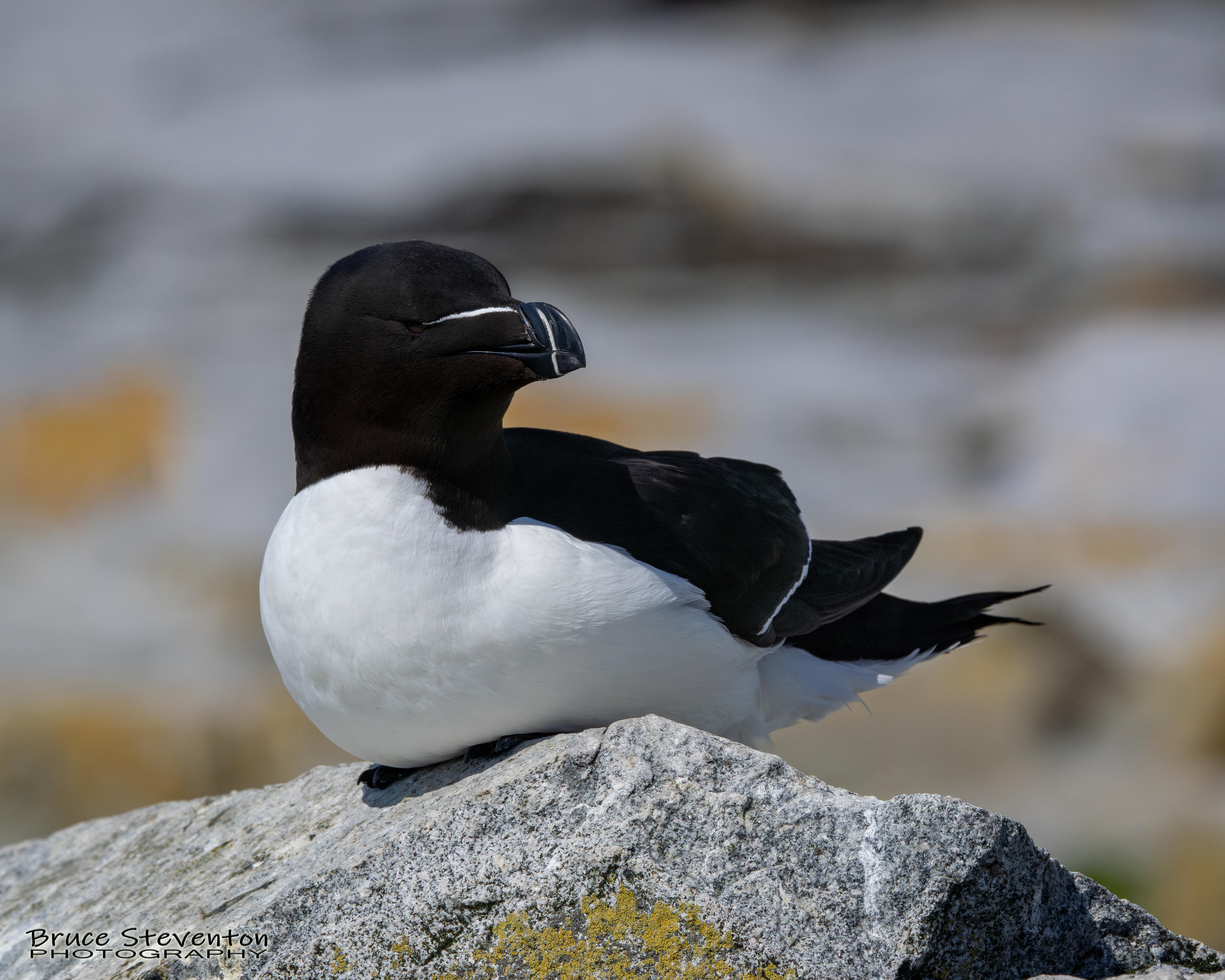 Razorbill