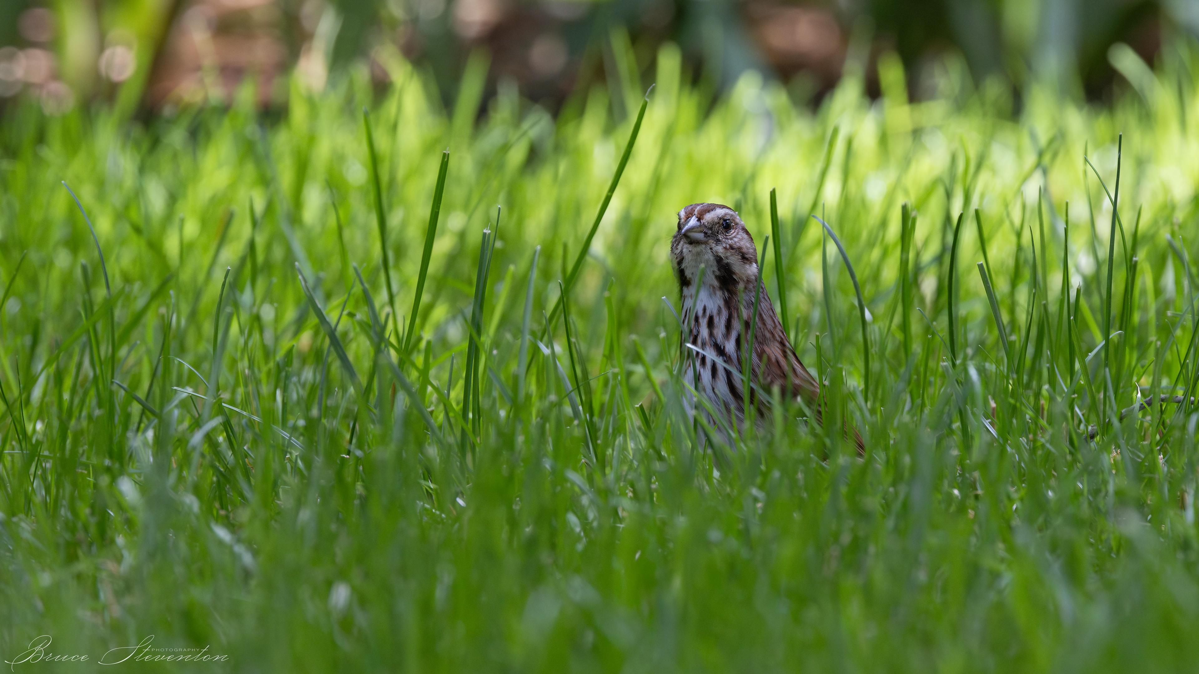 Song Sparrow - Biltmore Forest