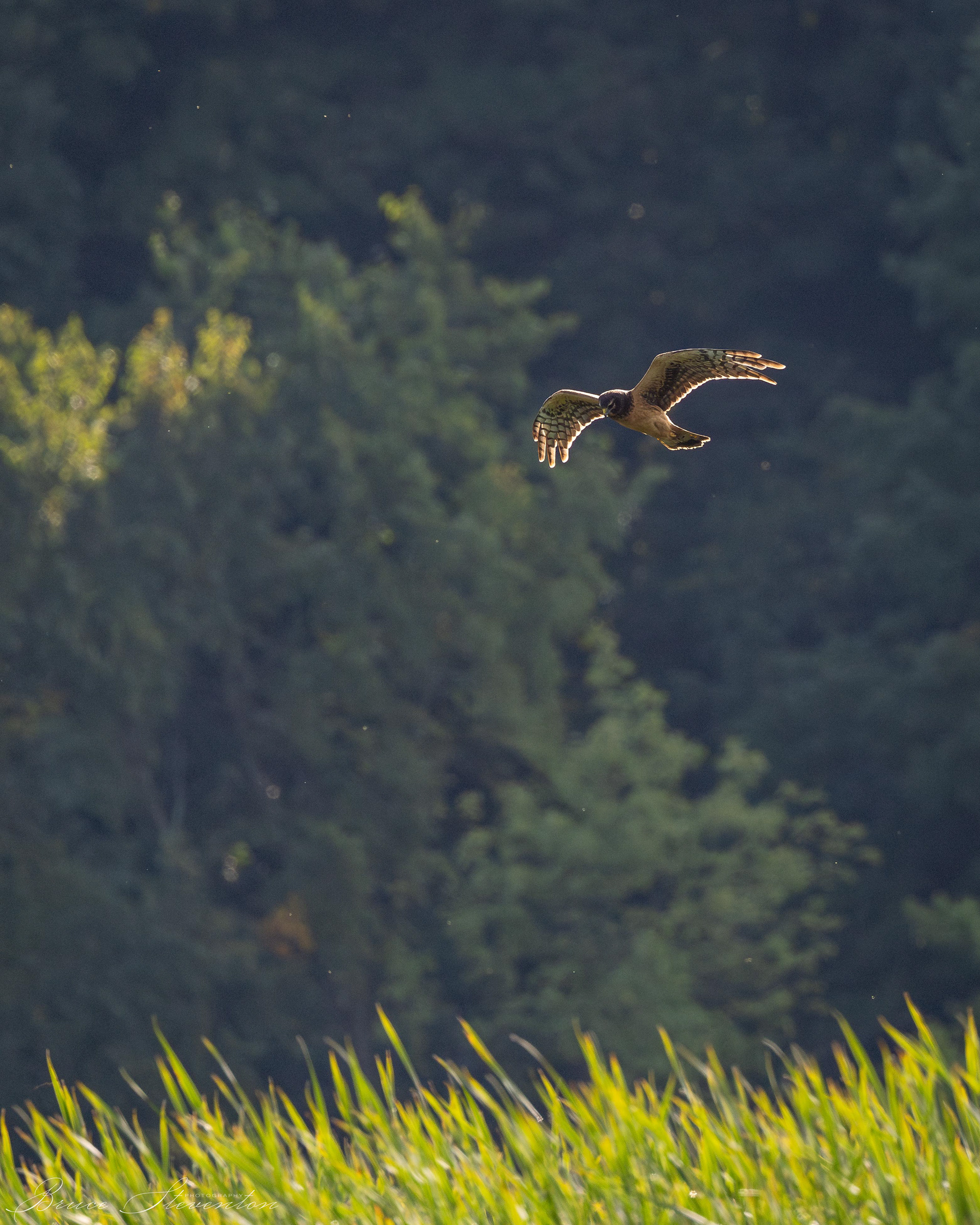 Northern Harrier