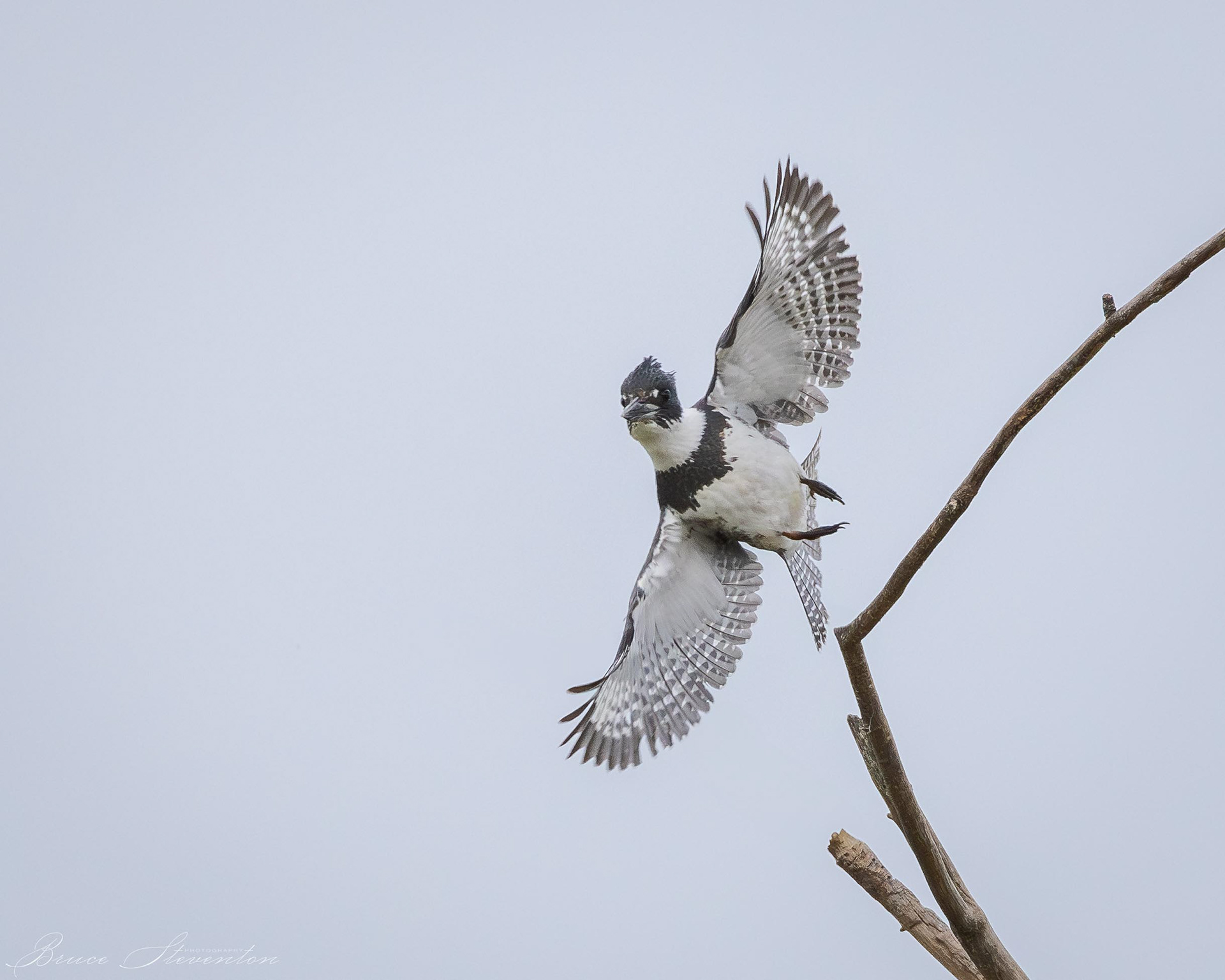 Belted Kingfisher (M)