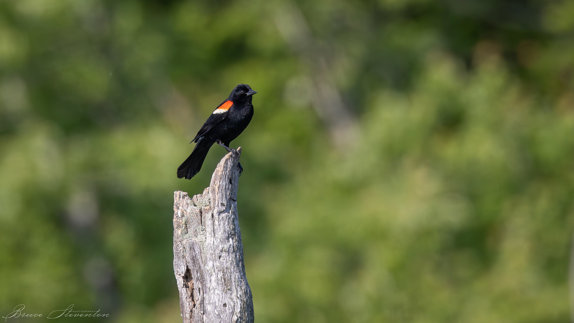 Red-winged Blackbird