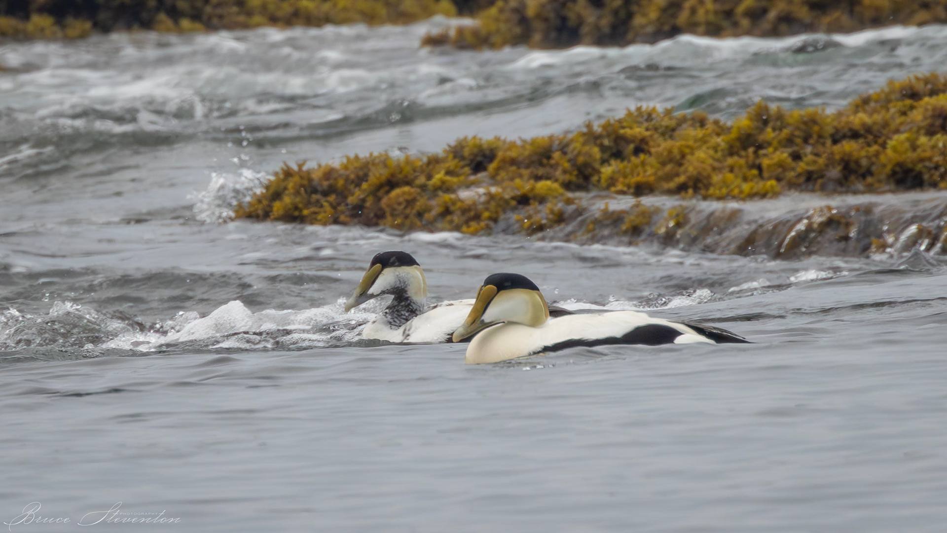 Common Eider