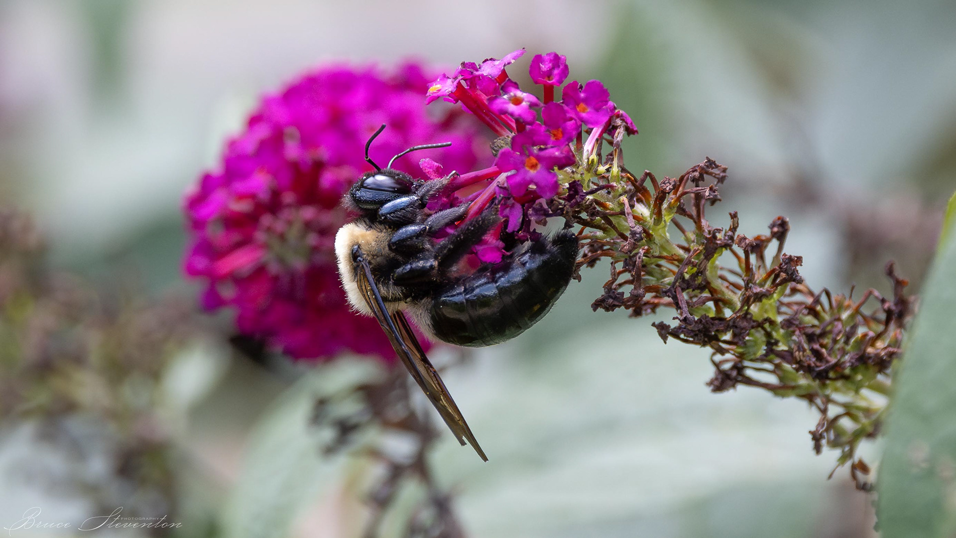 Carpenter Bee