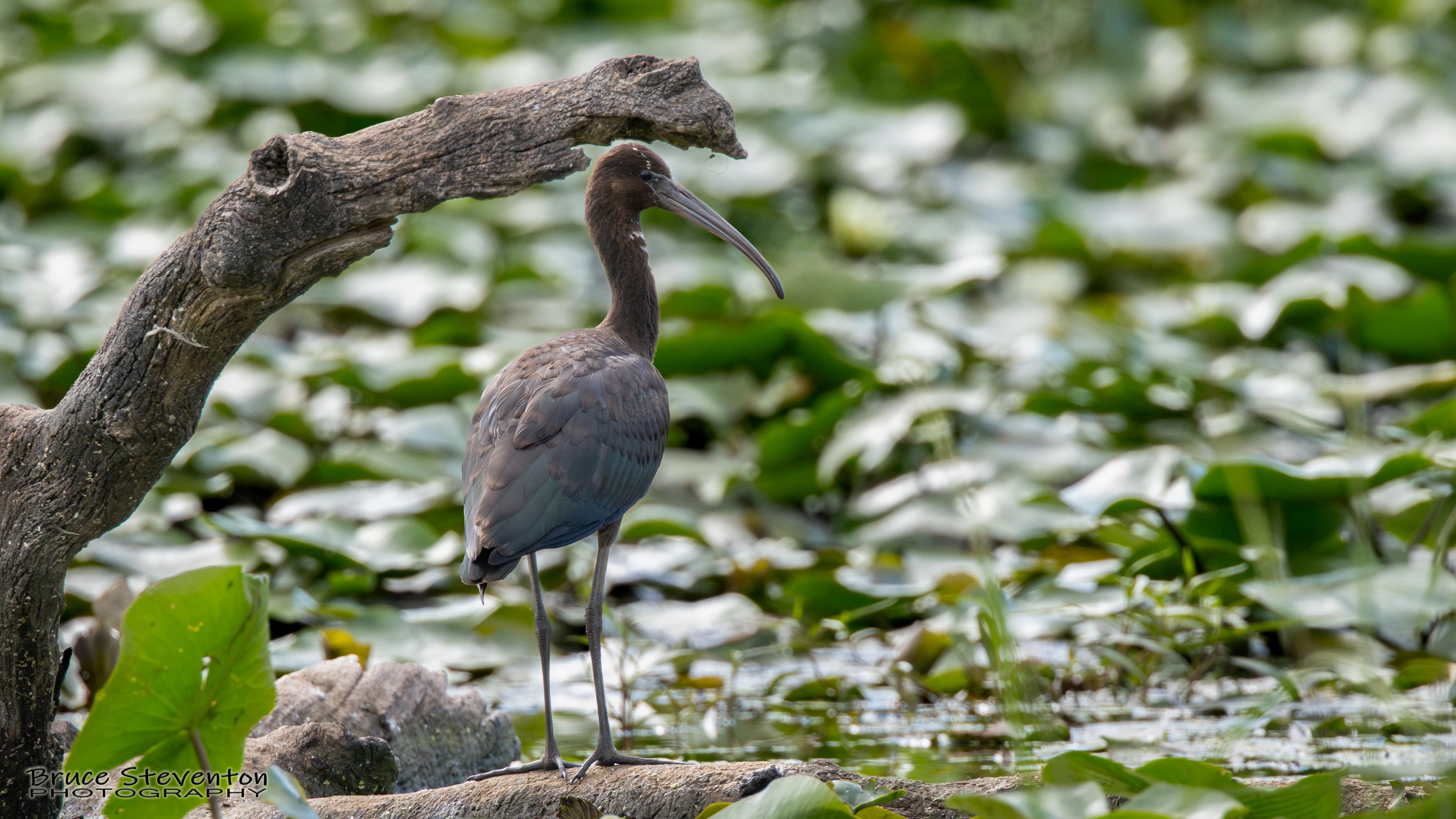 Glossy Ibis