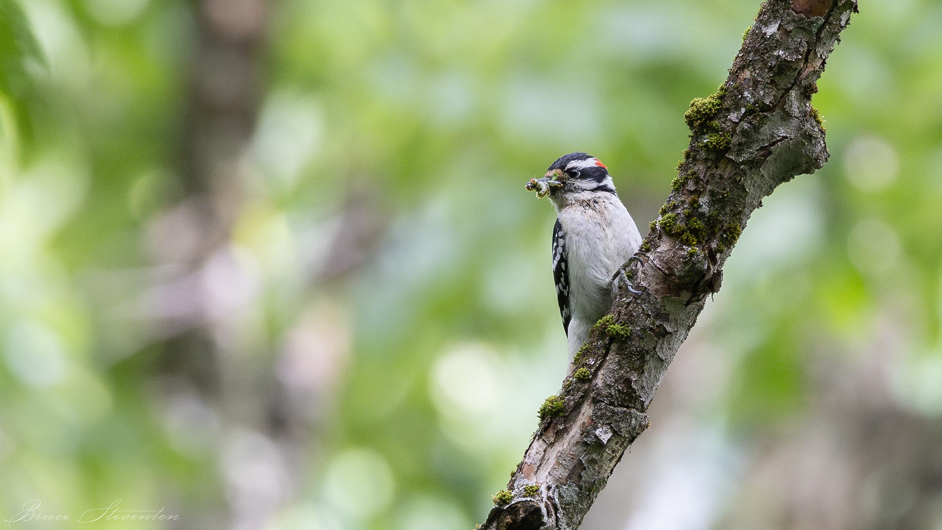 Downy Woodpecker stacking insects